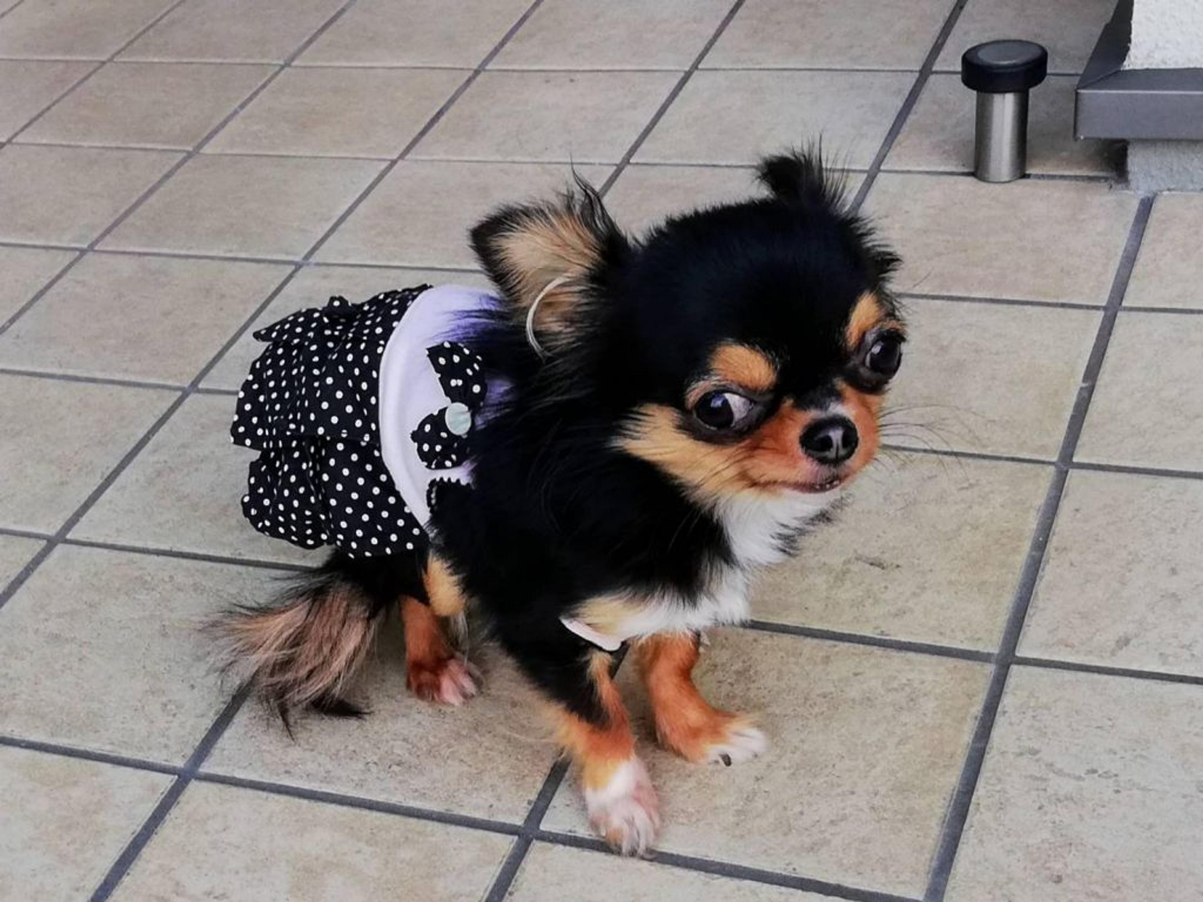 pet-image-10