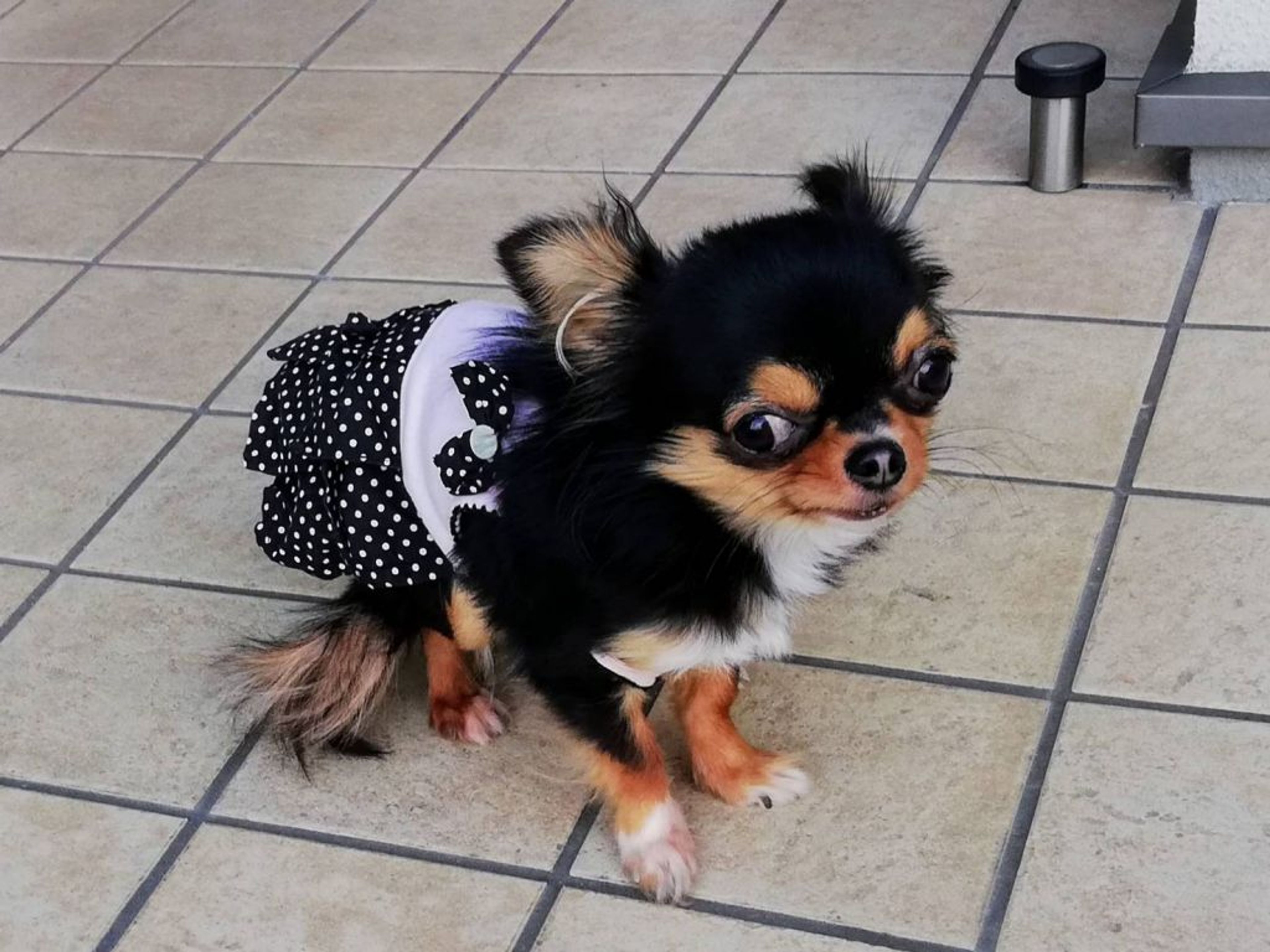 pet-image-10