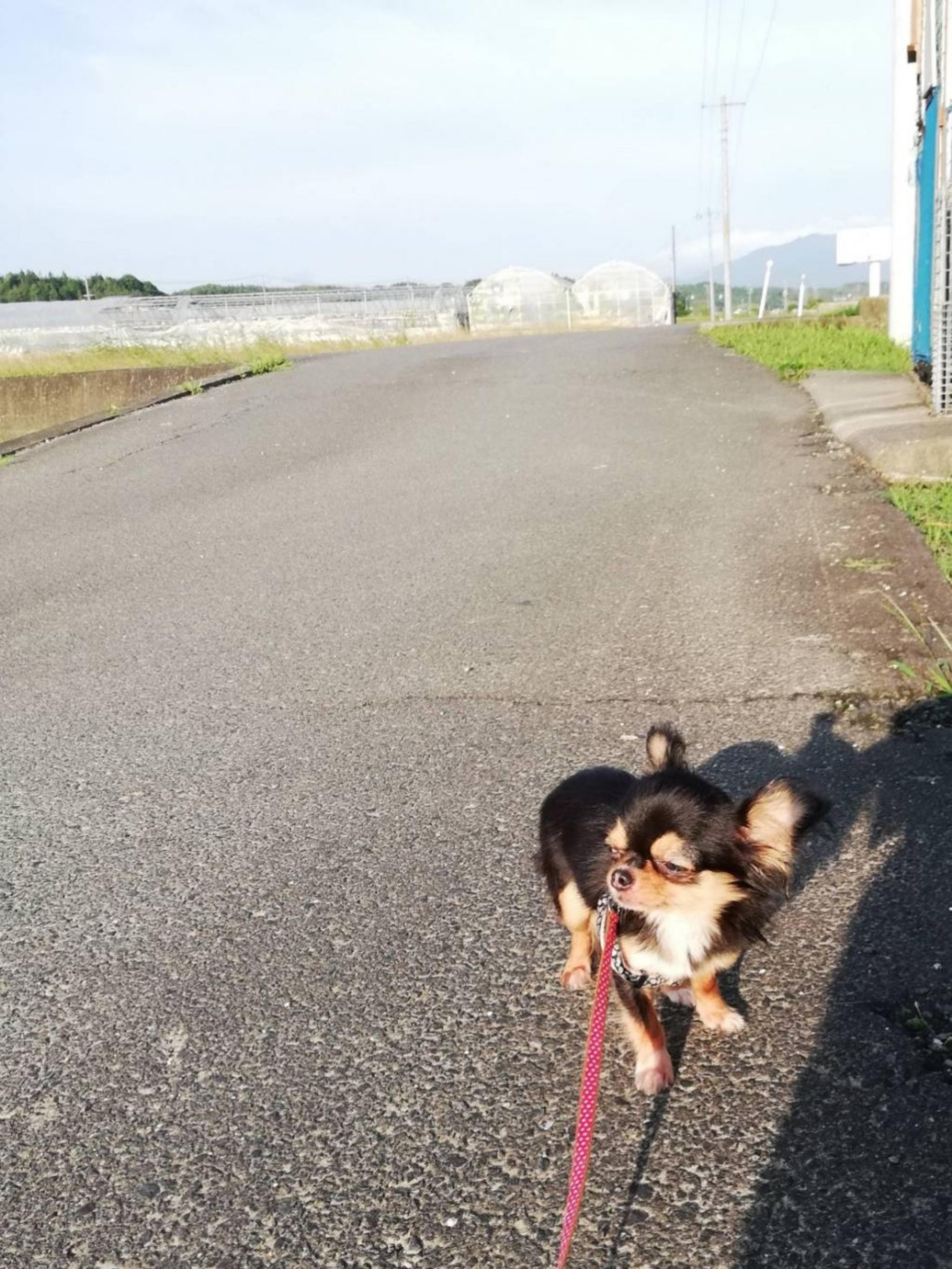 pet-image-5
