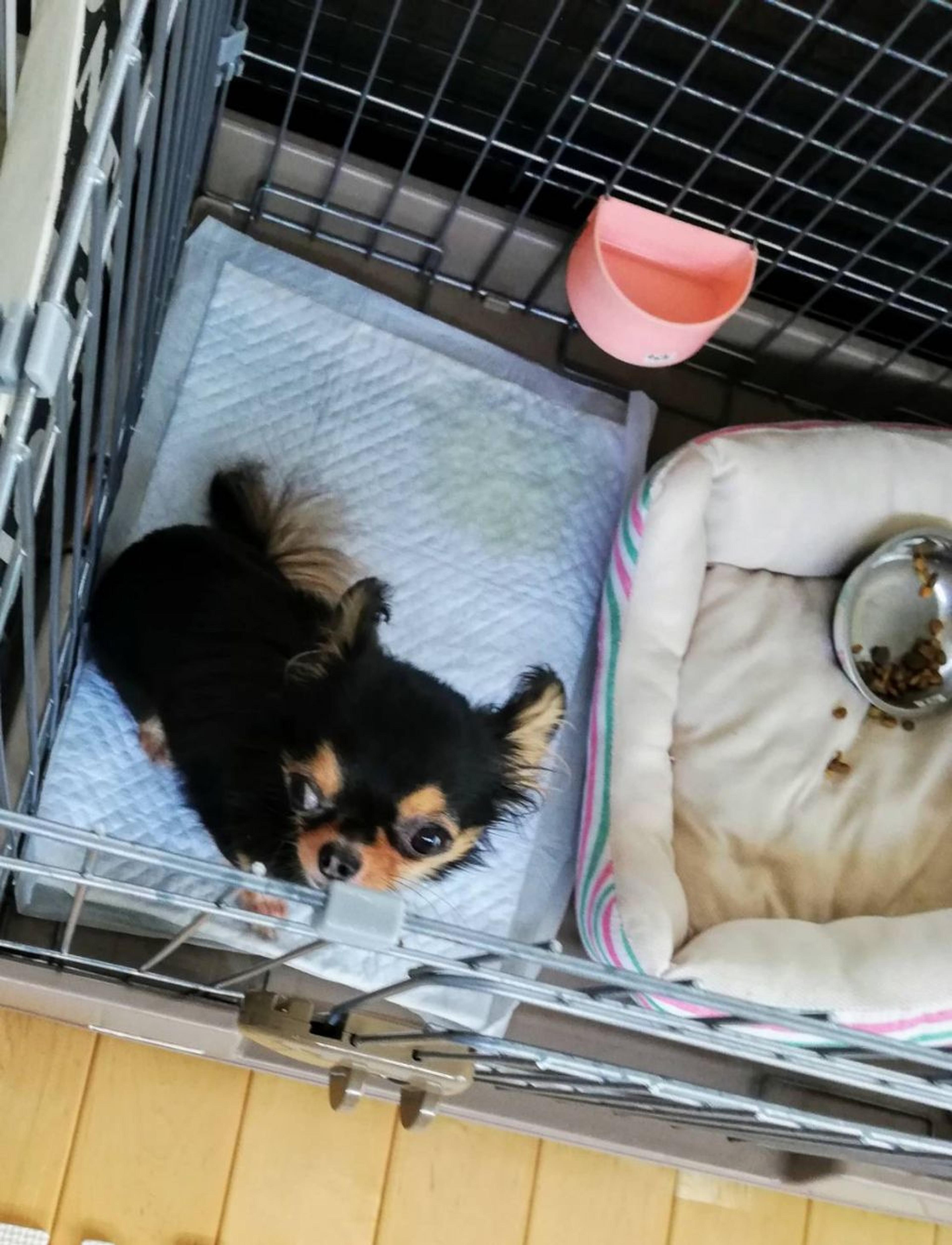 pet-image-7