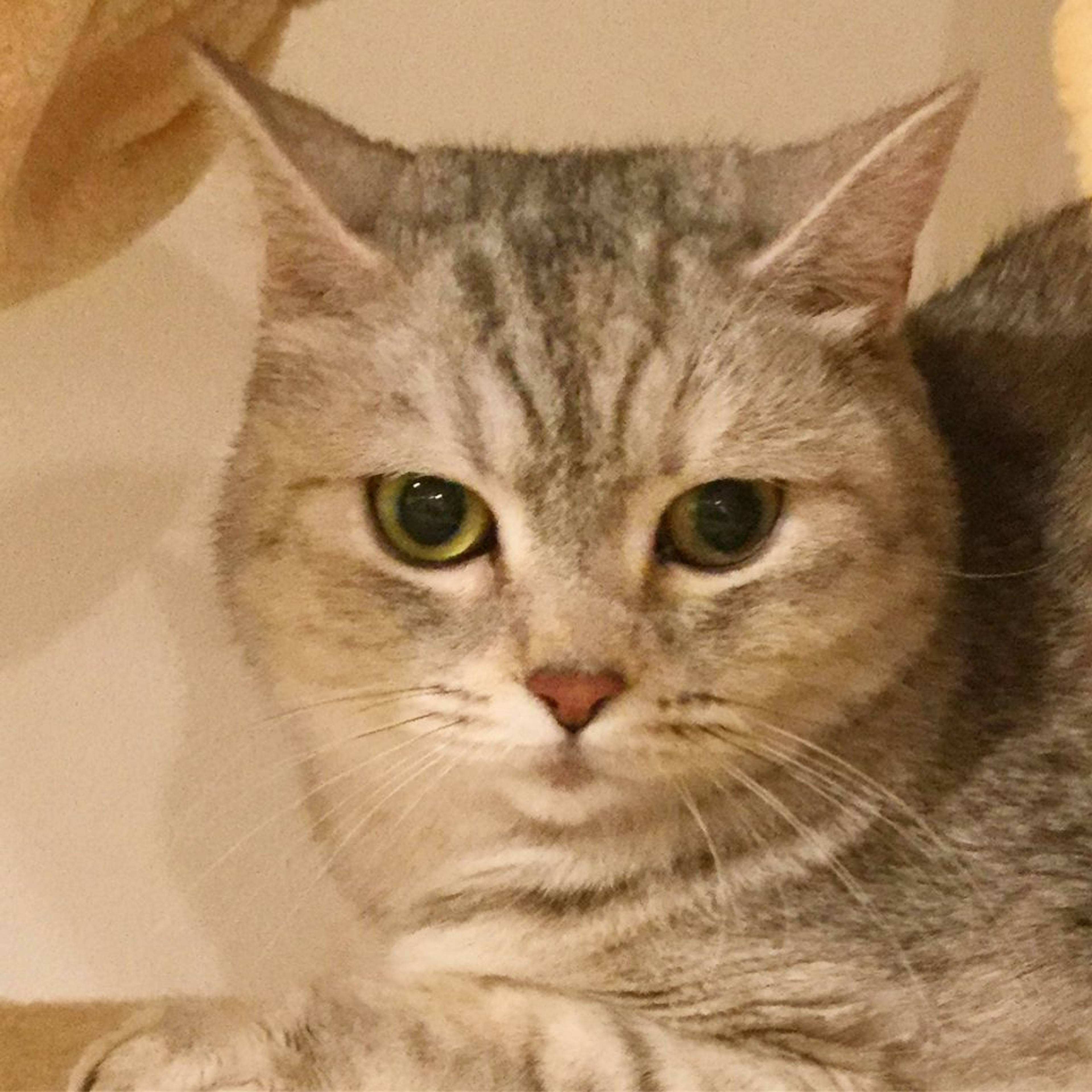 雑種（ミックス猫）・メスの里親募集の写真