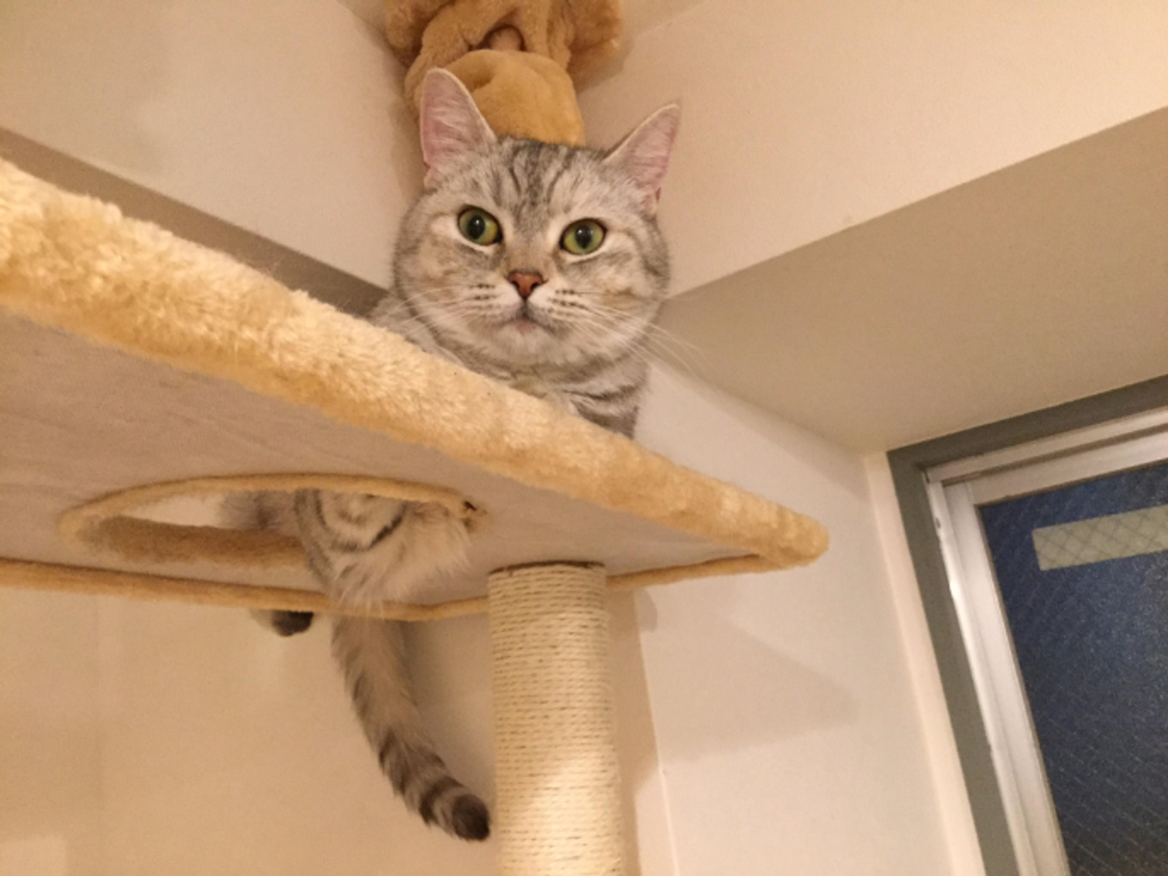 pet-image-2