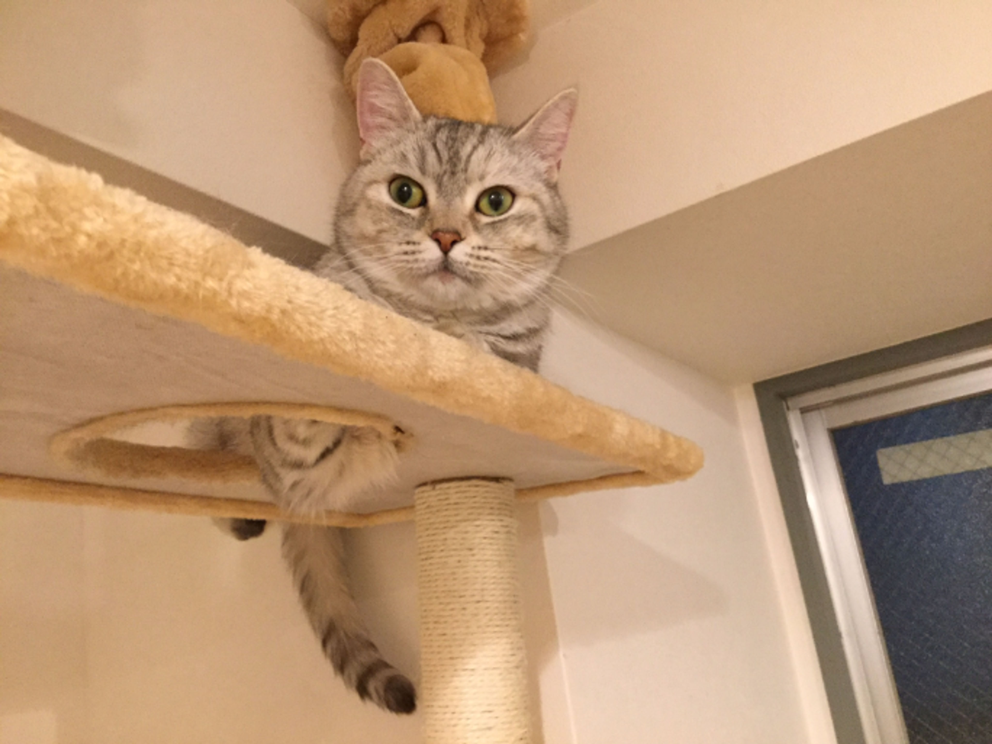 pet-image-2