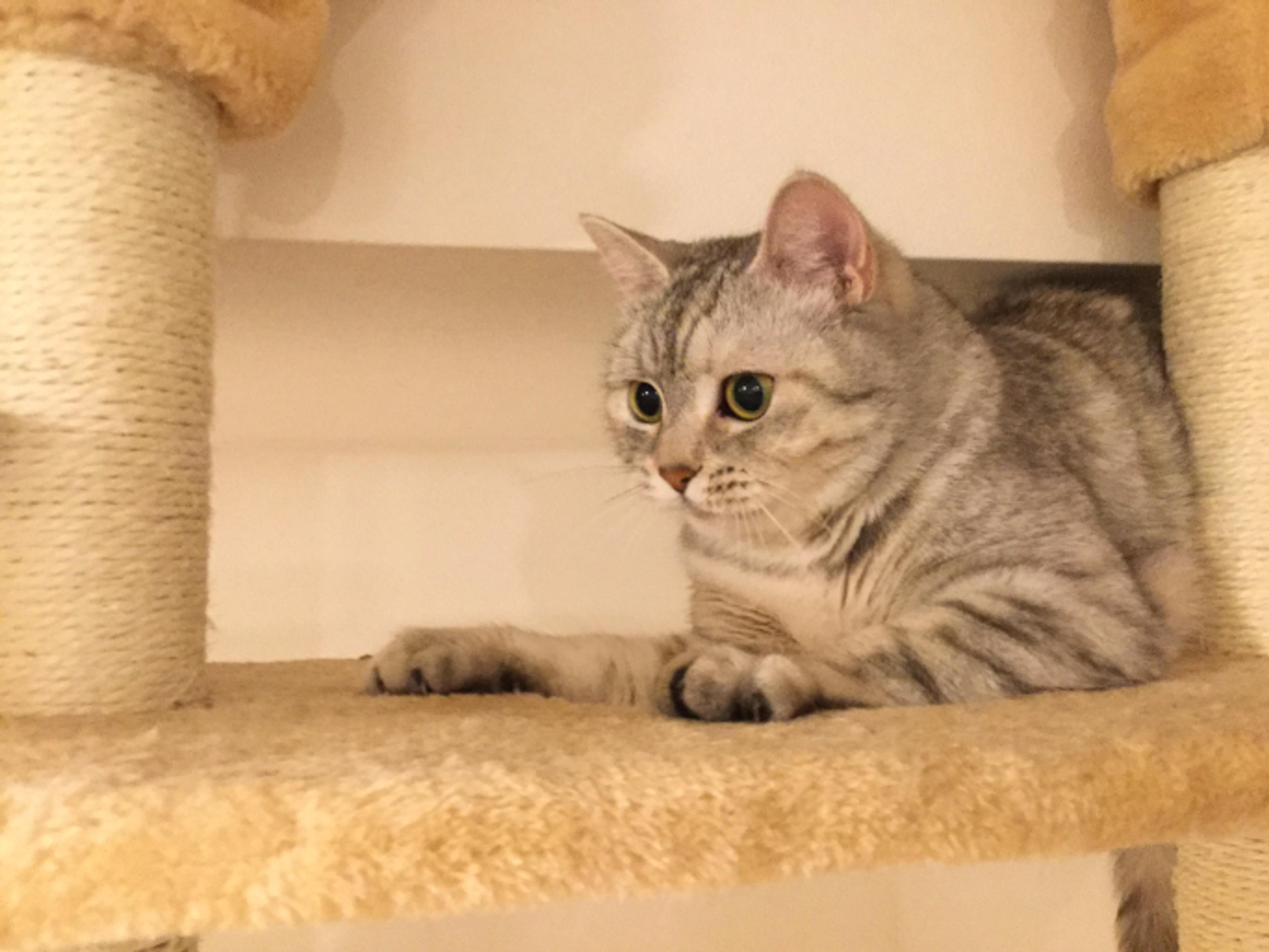 pet-image-3