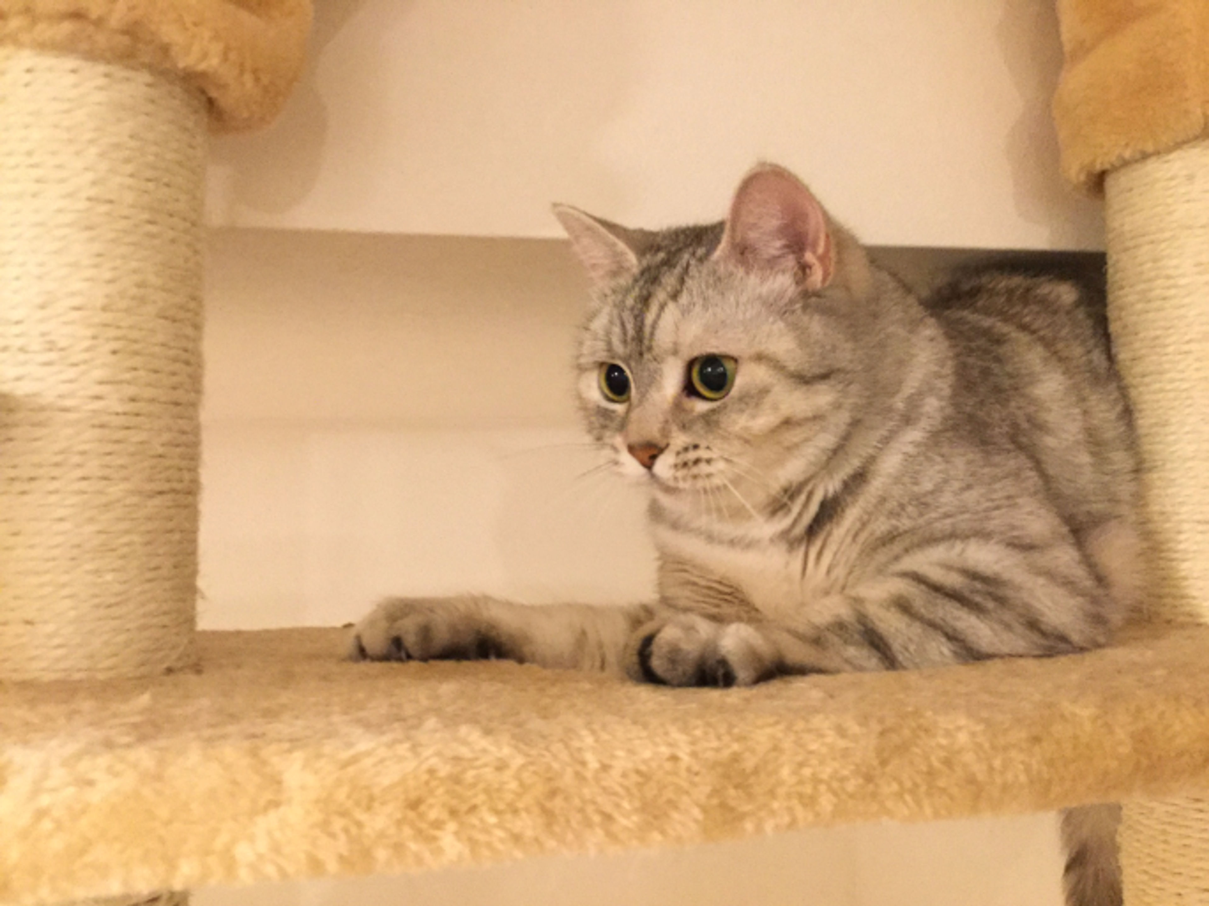 pet-image-3