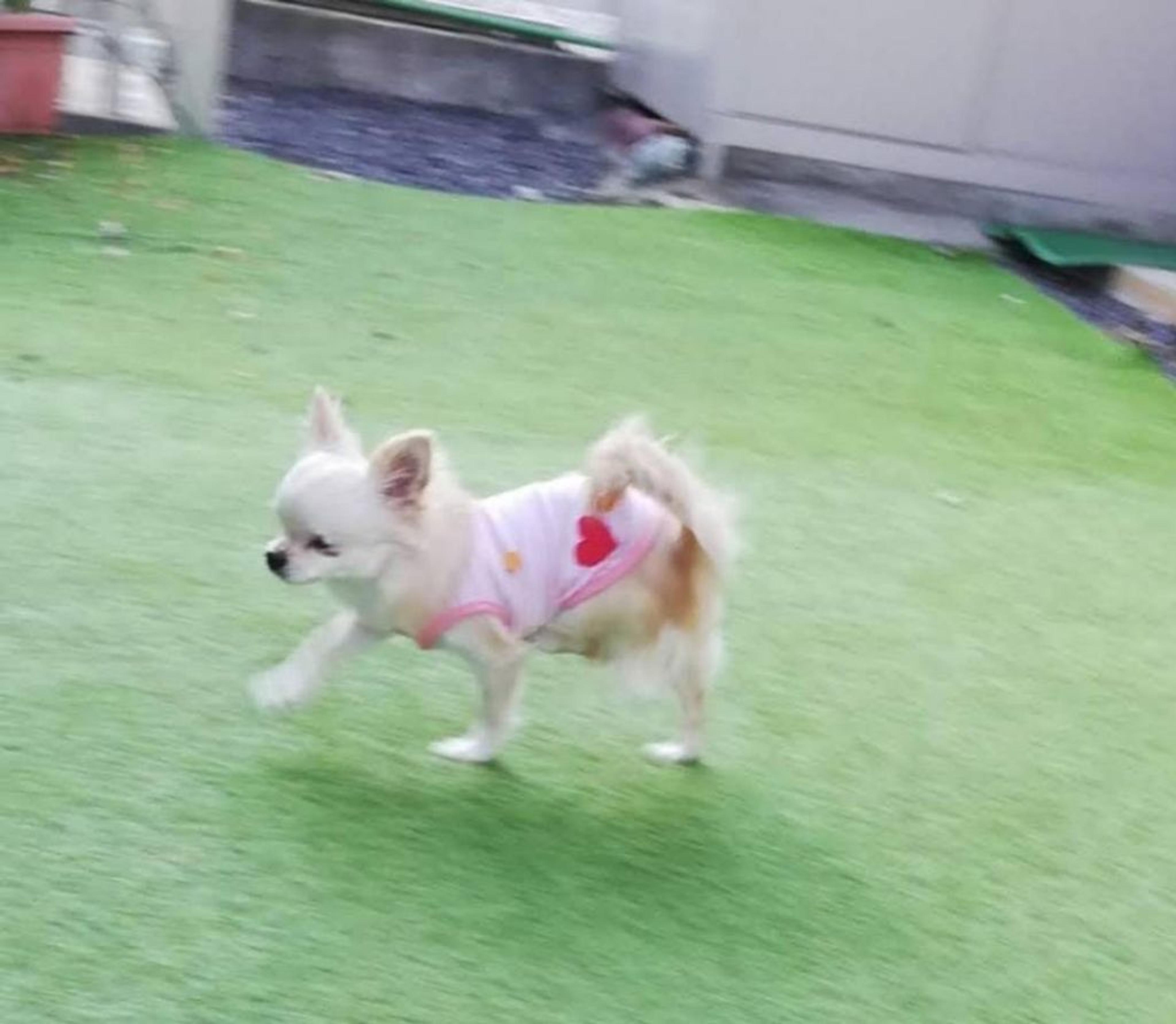 pet-image-3