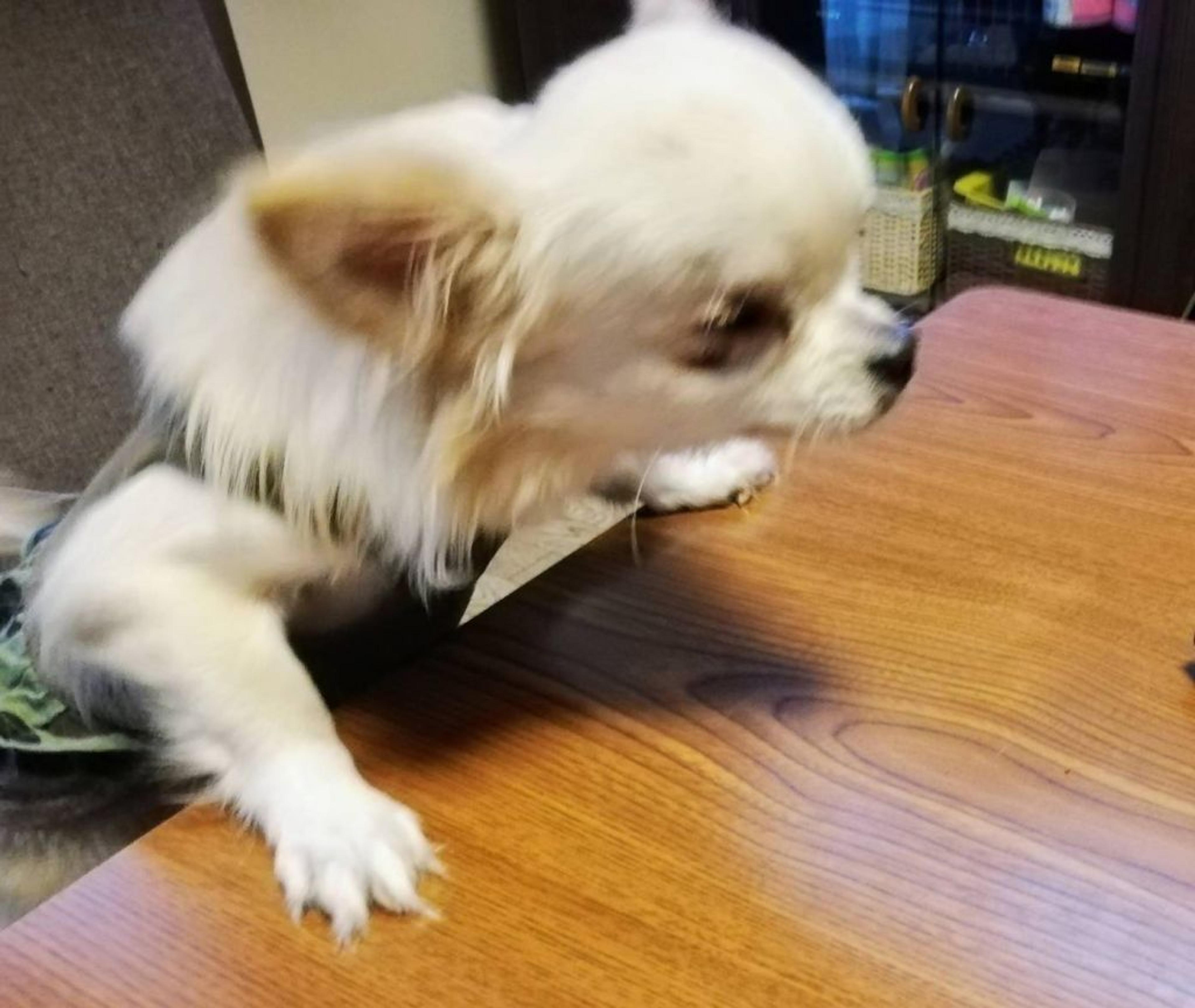 pet-image-4
