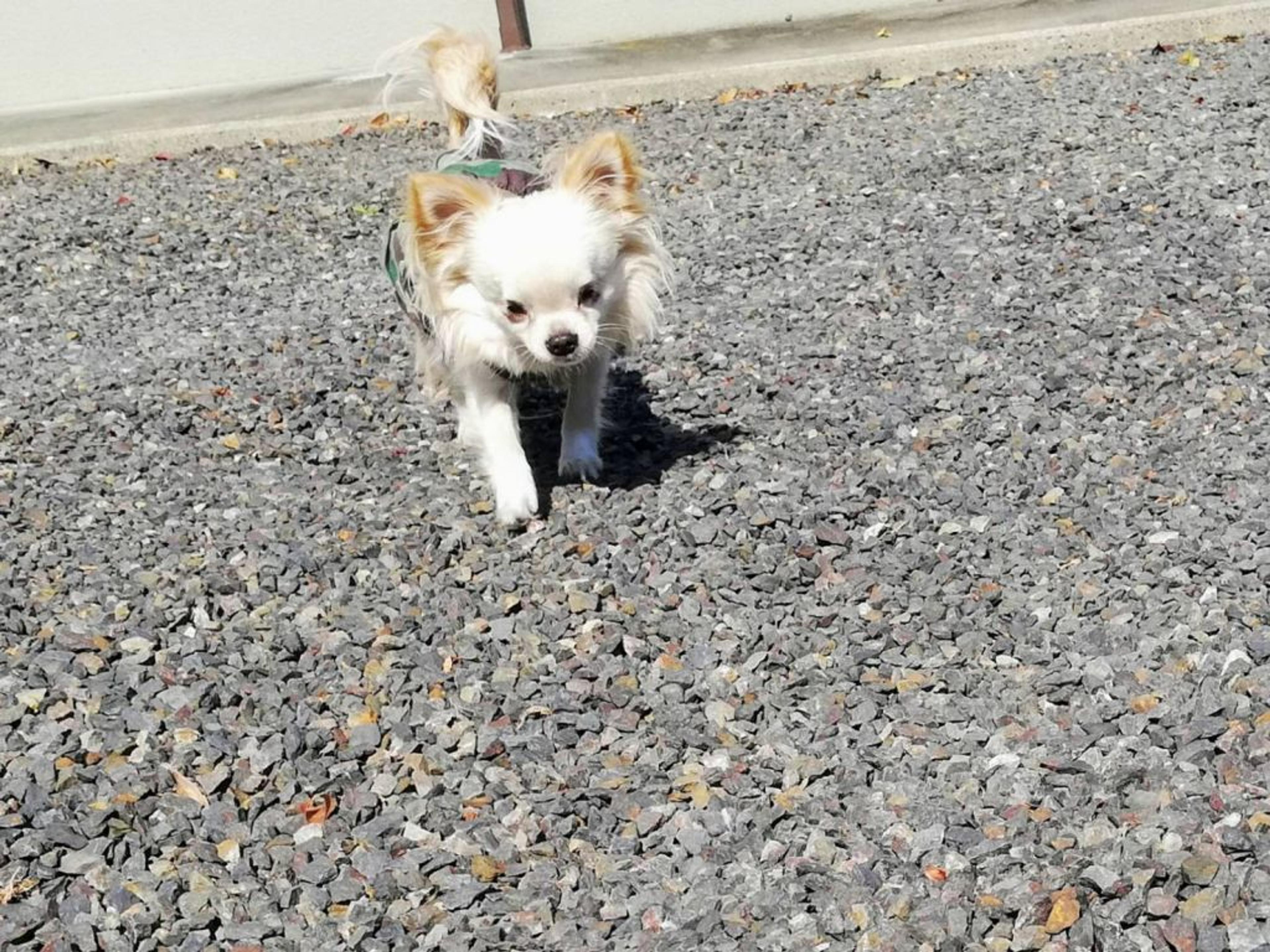 pet-image-5
