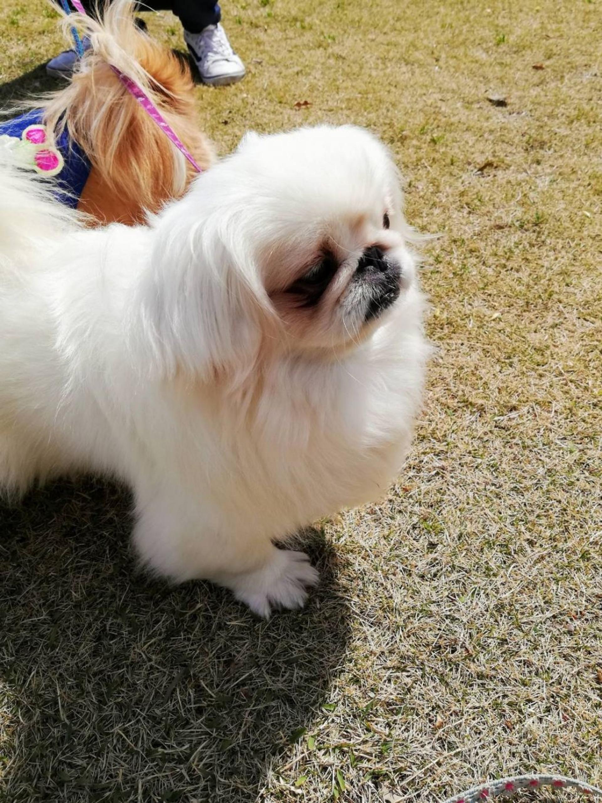 pet-image-2