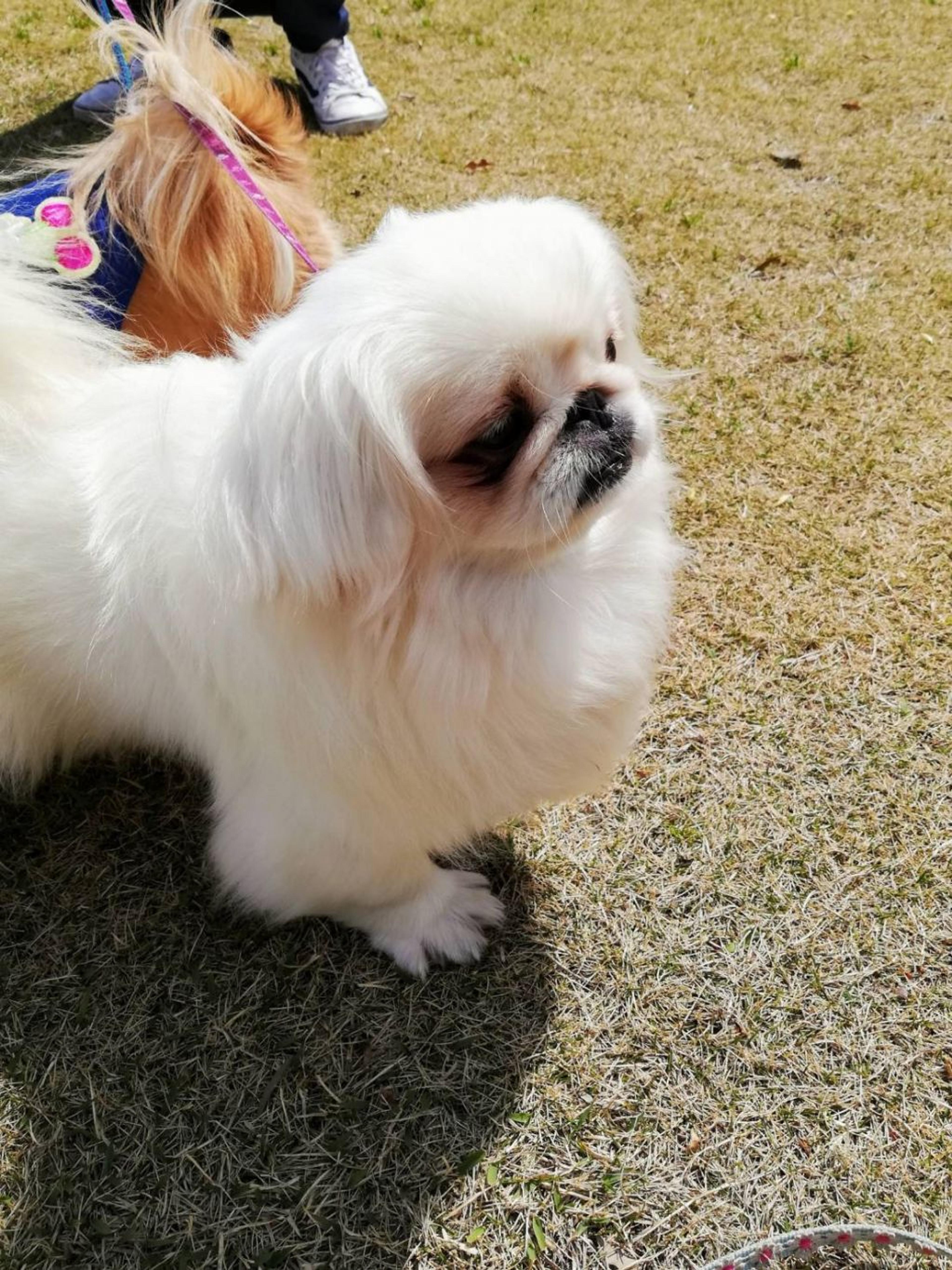 pet-image-2