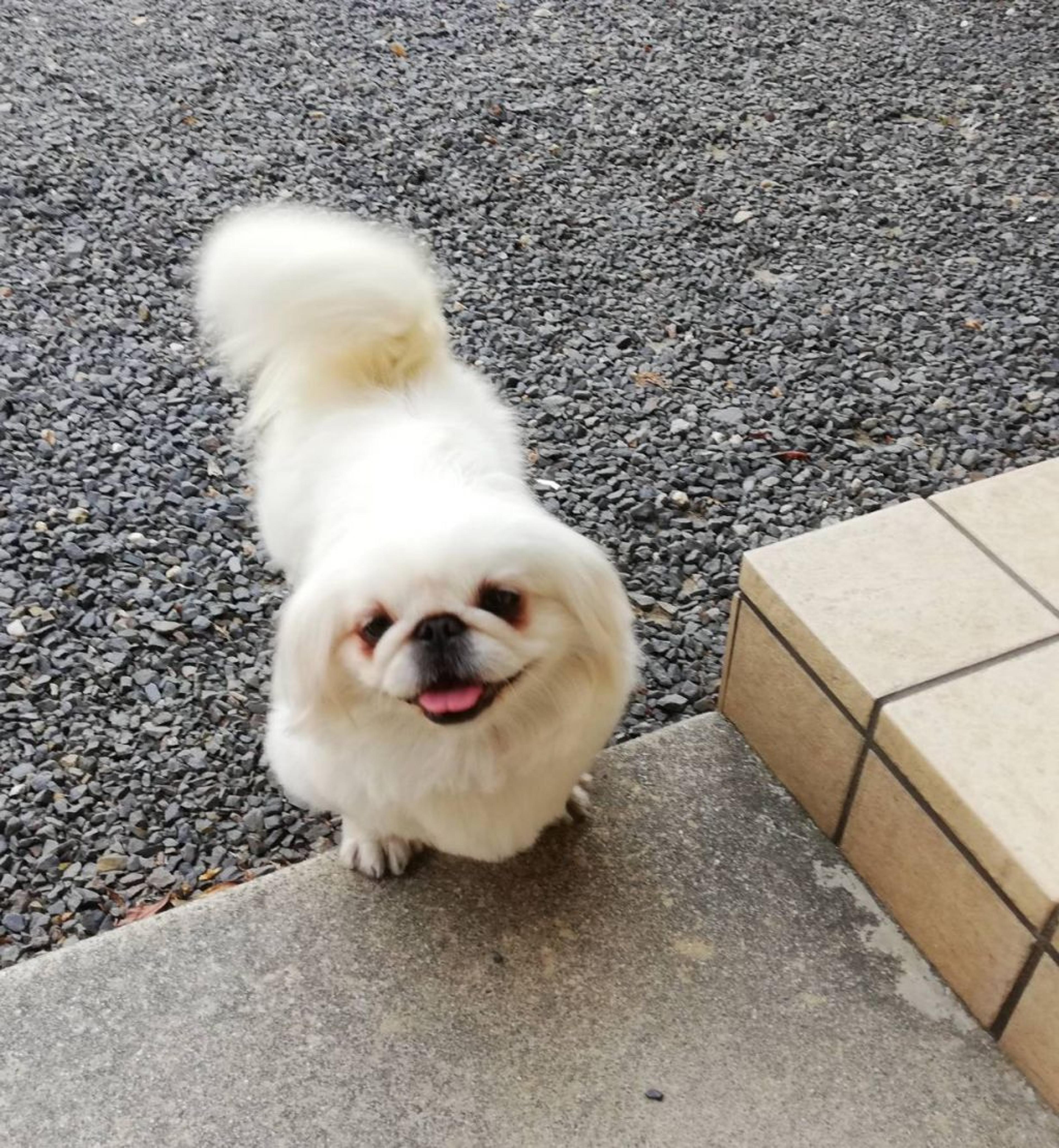 pet-image-3