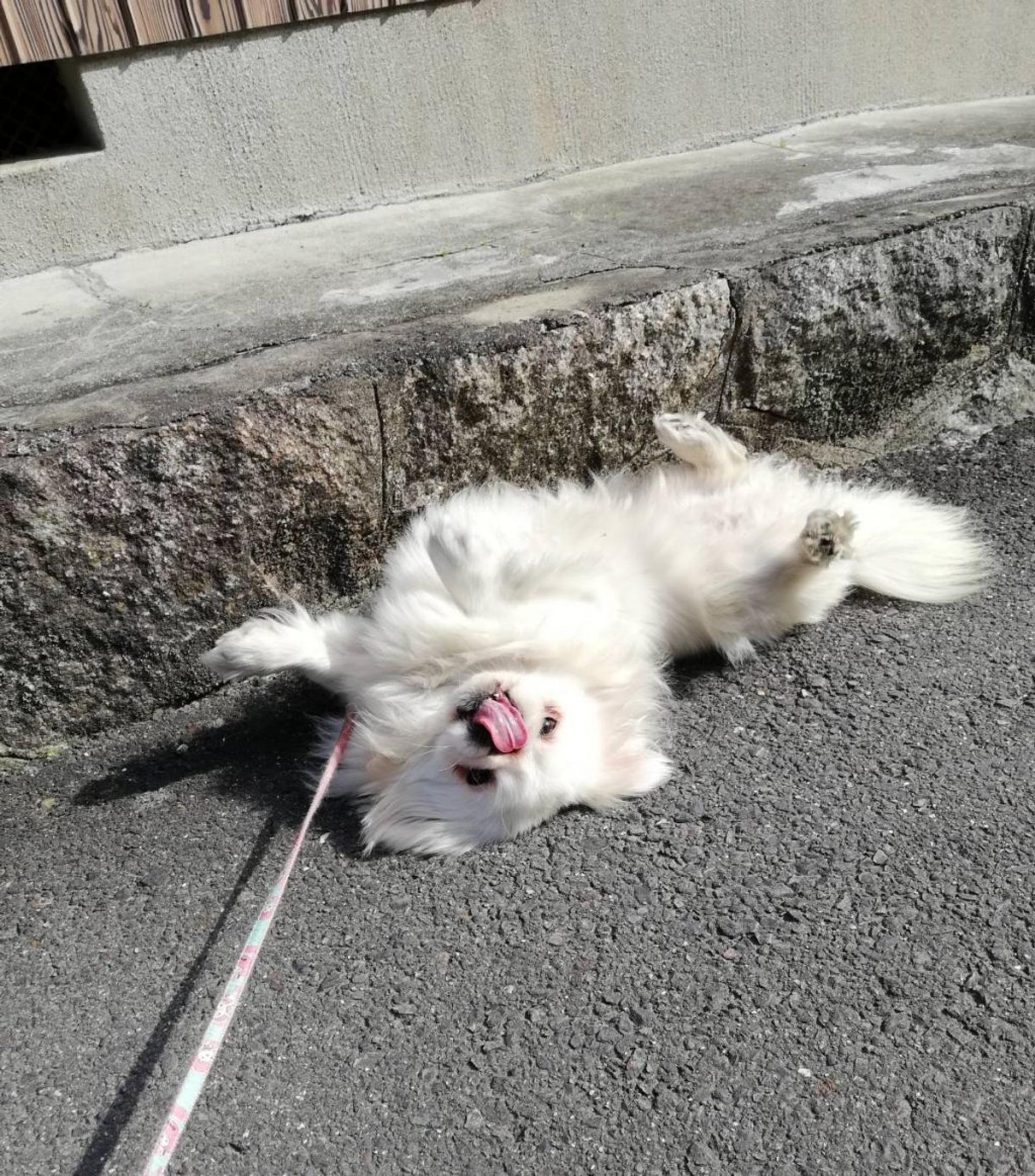 pet-image-4