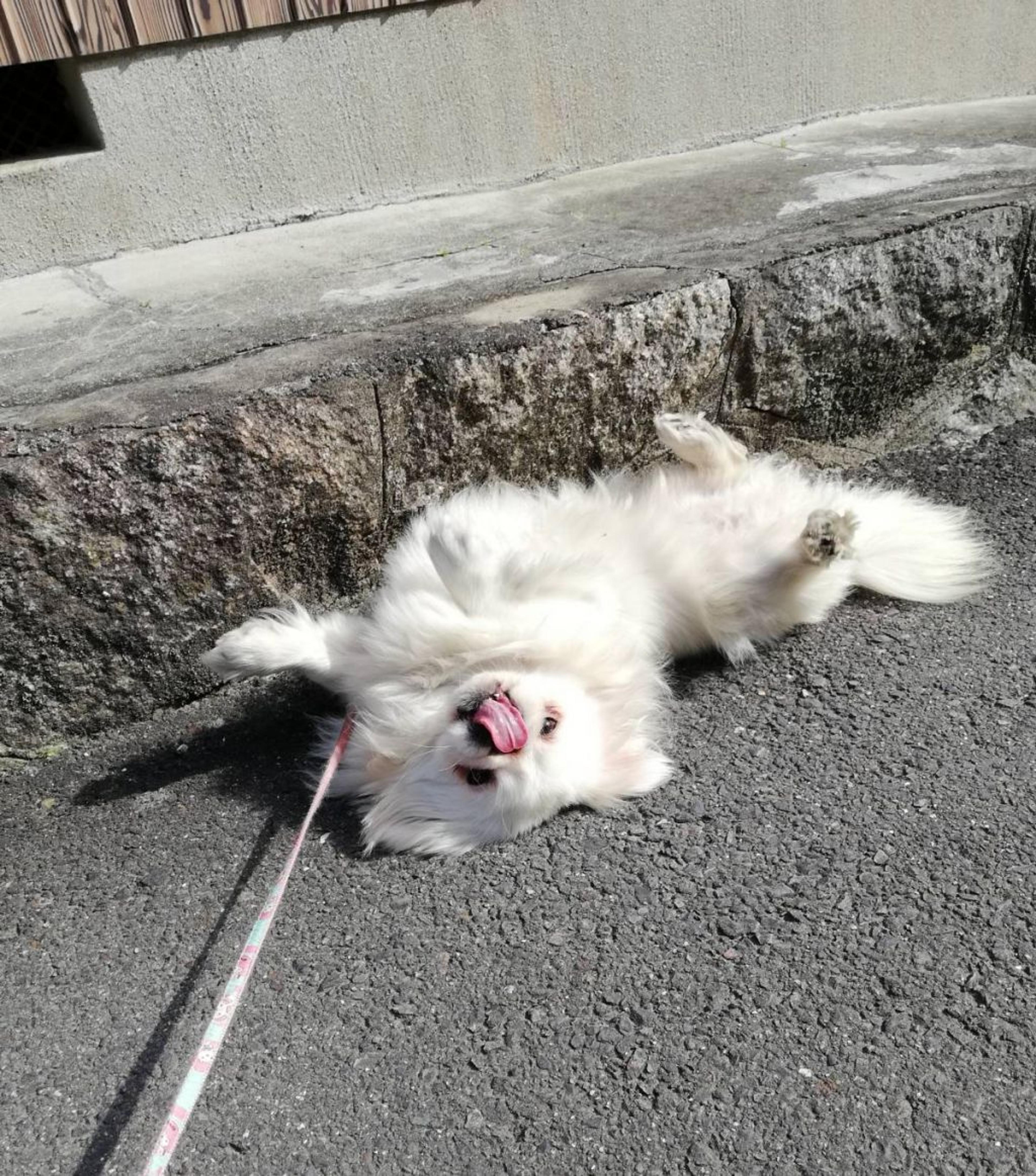 pet-image-4