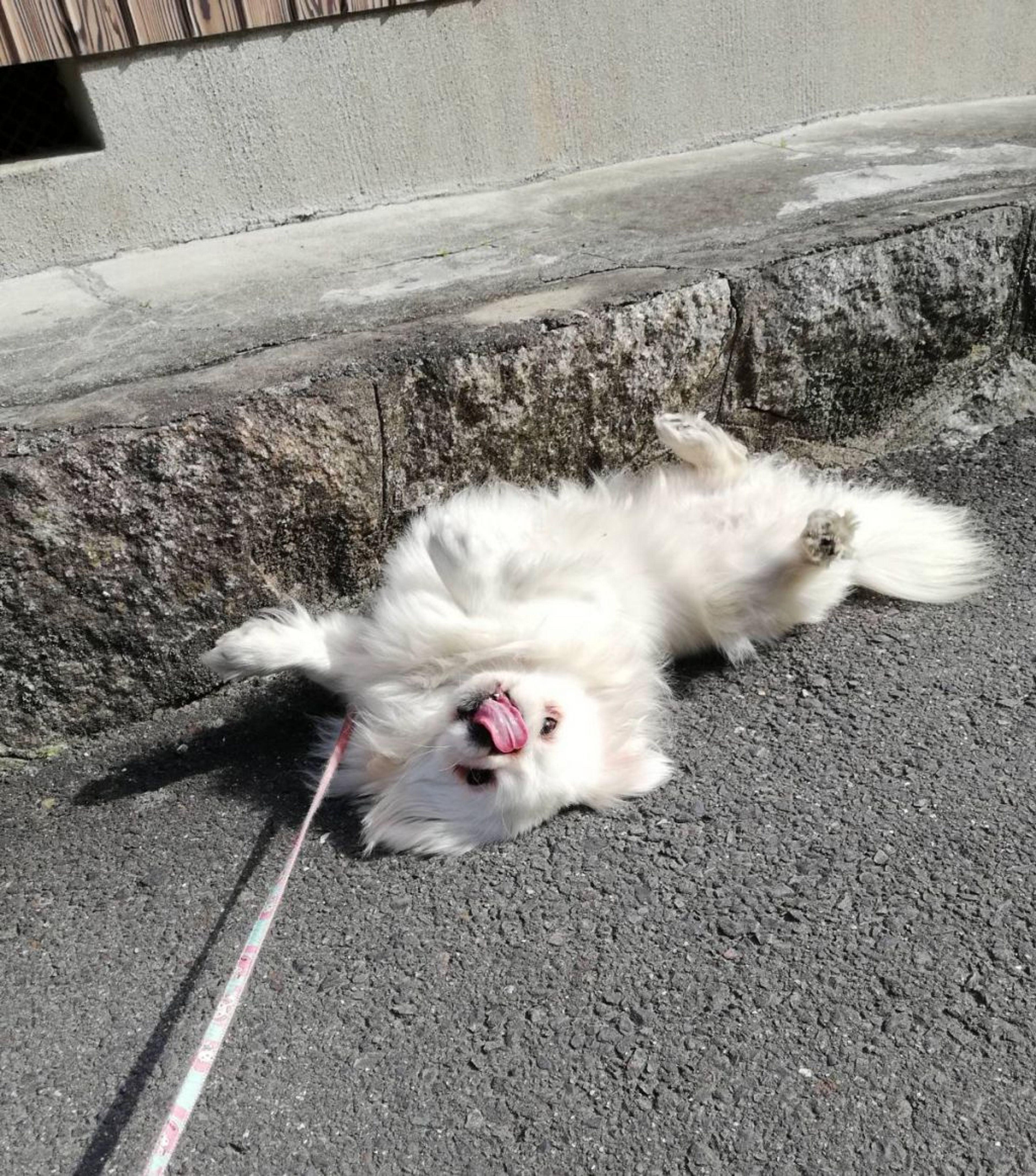 pet-image-4