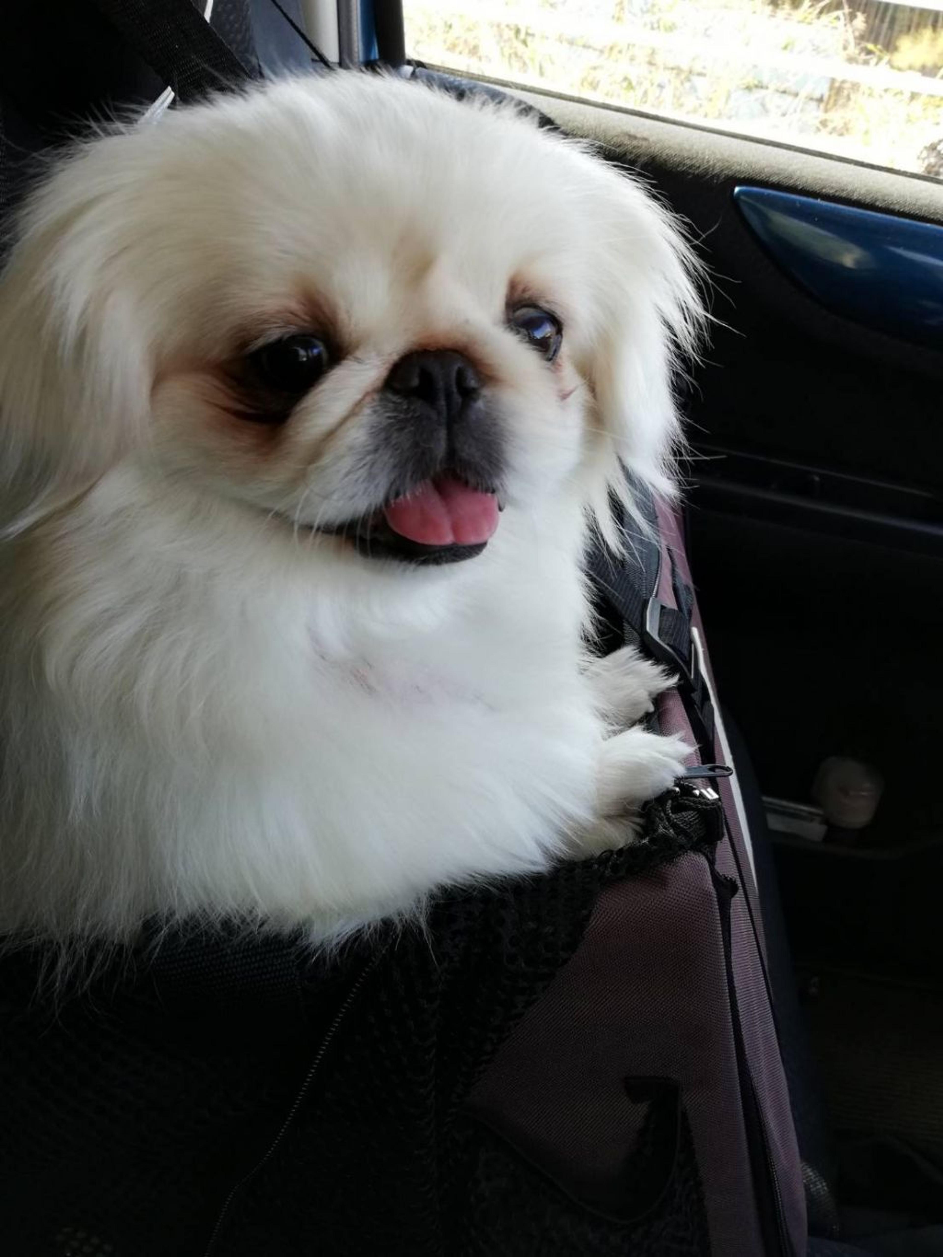 pet-image-5