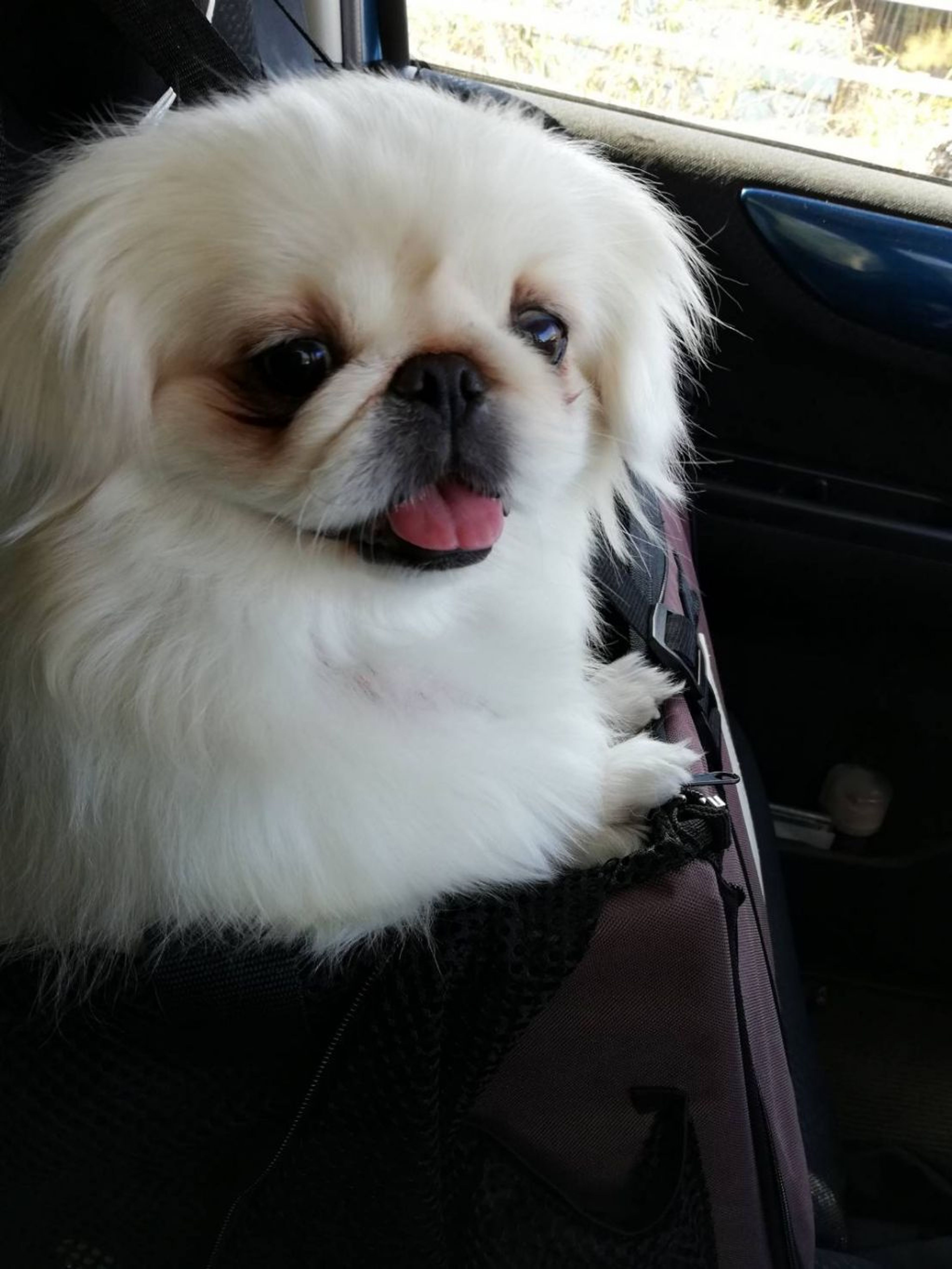 pet-image-5