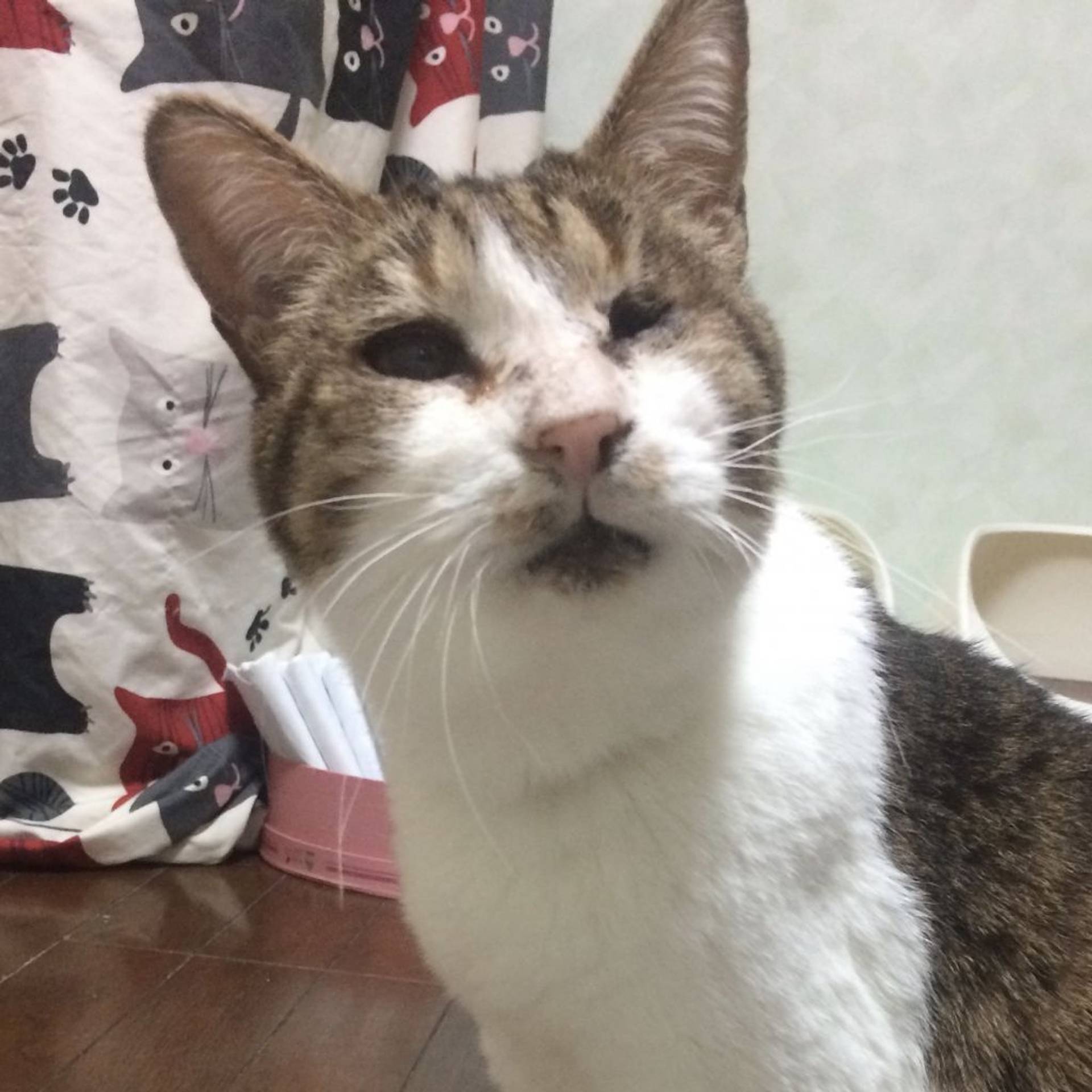雑種（ミックス猫）・メスの里親募集の写真