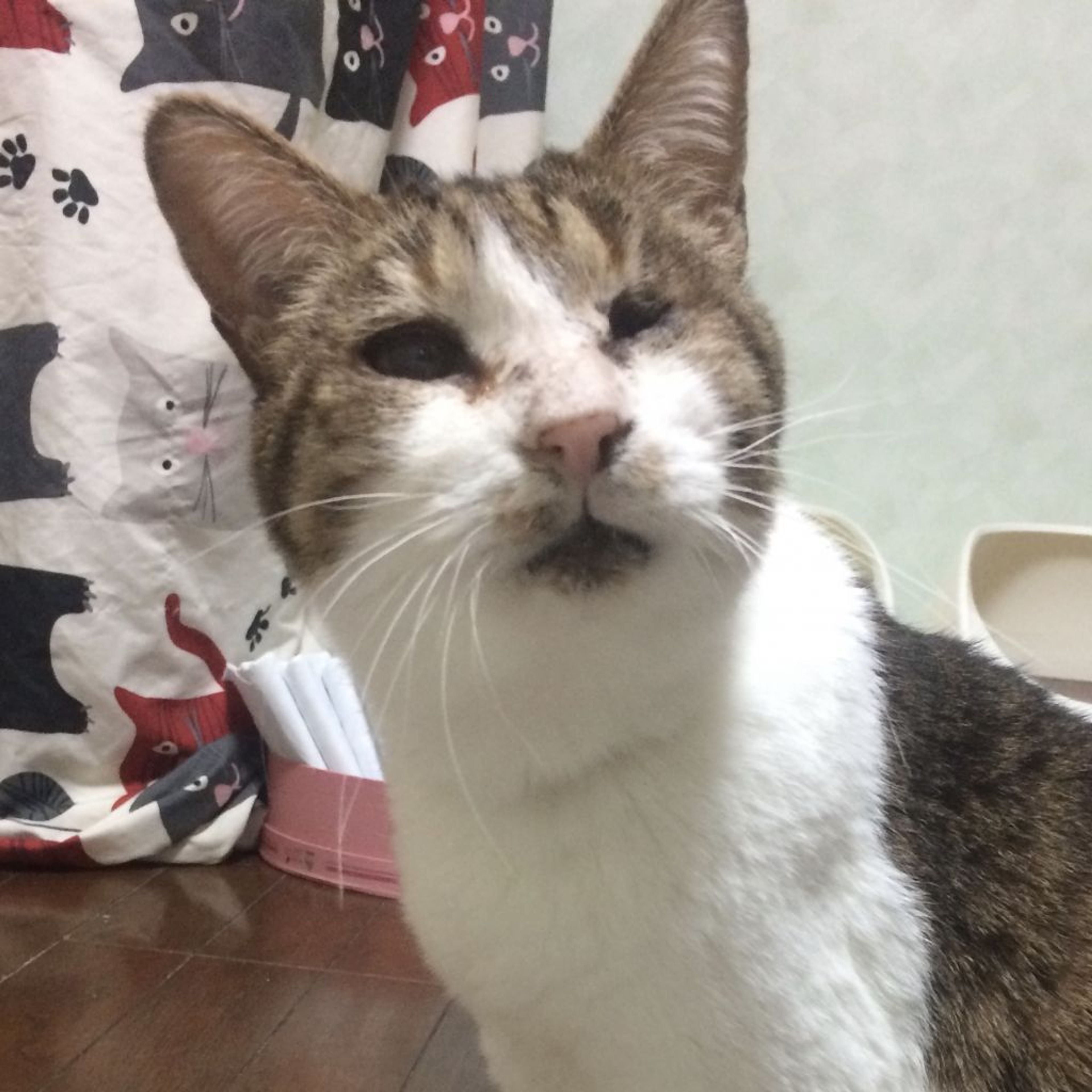 雑種（ミックス猫）・メスの里親募集の写真
