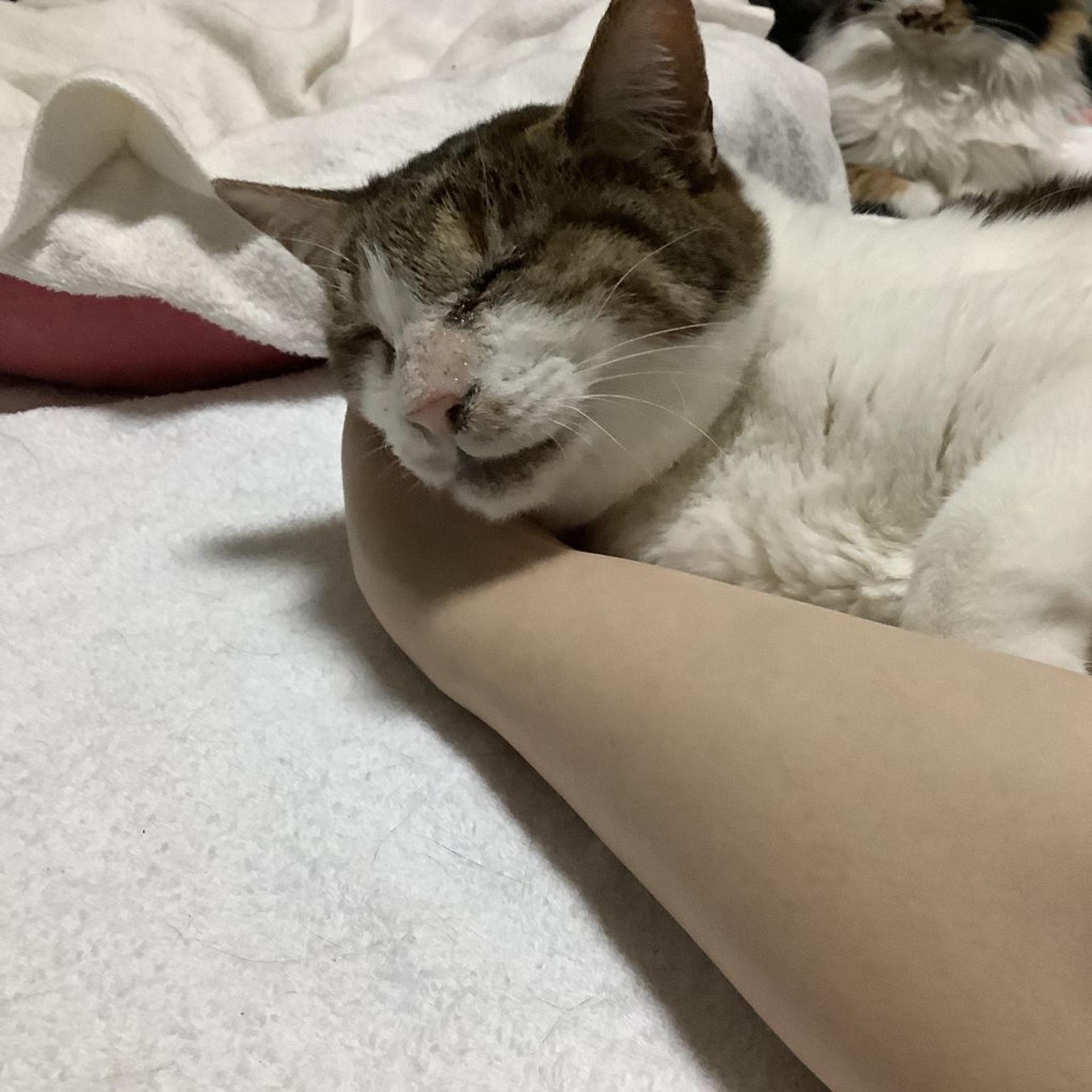 pet-image-2