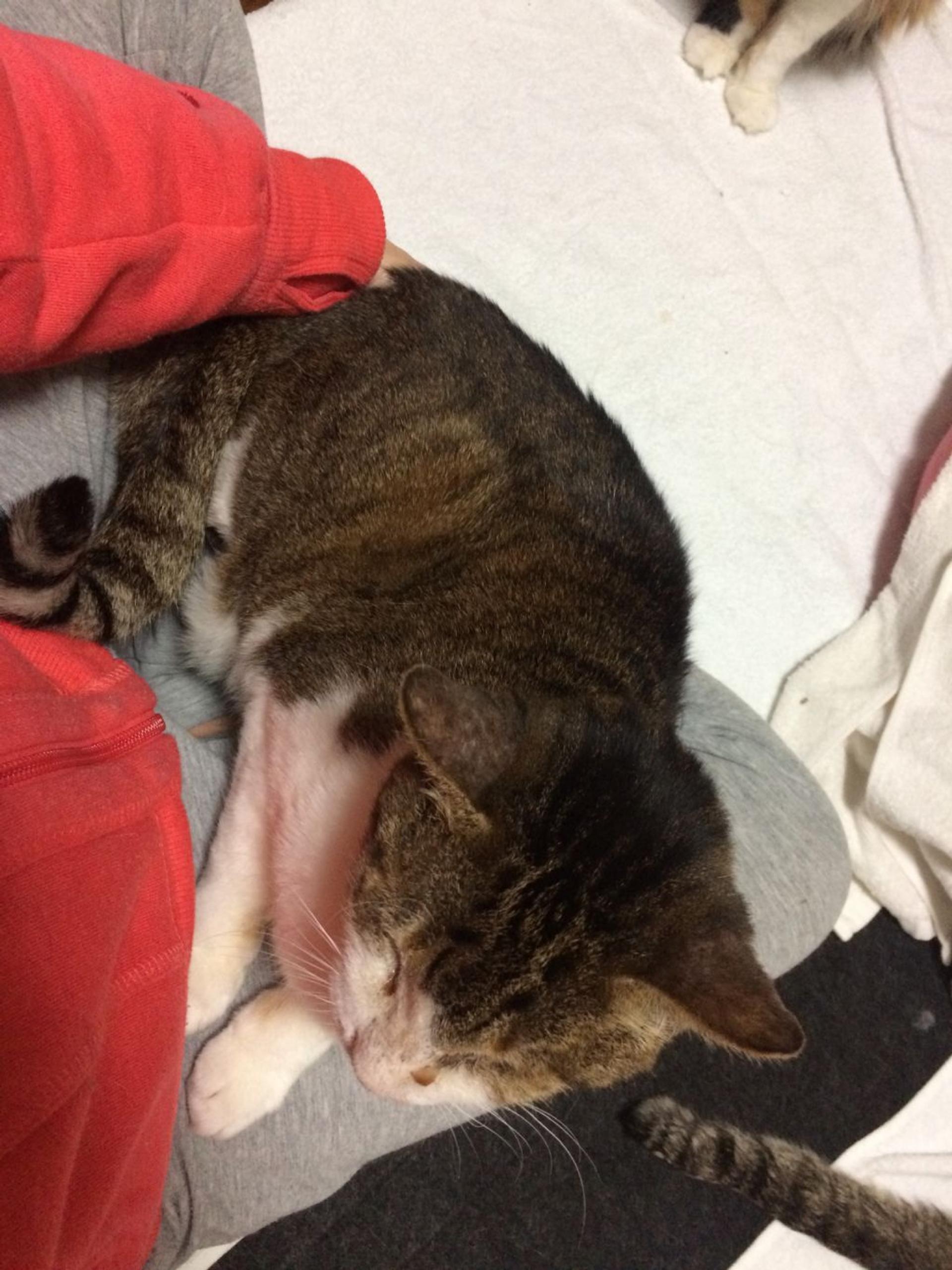 pet-image-3