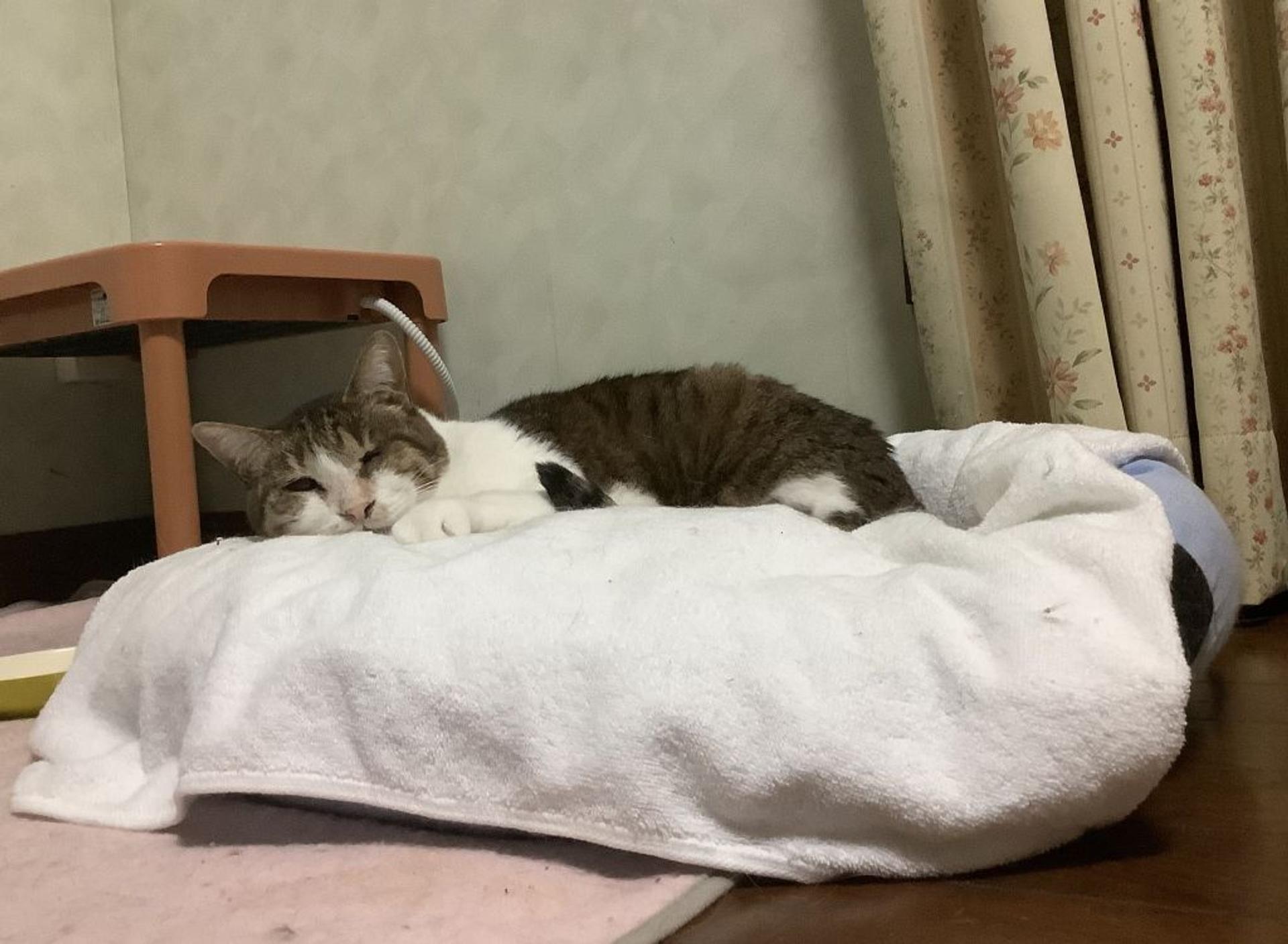 pet-image-5