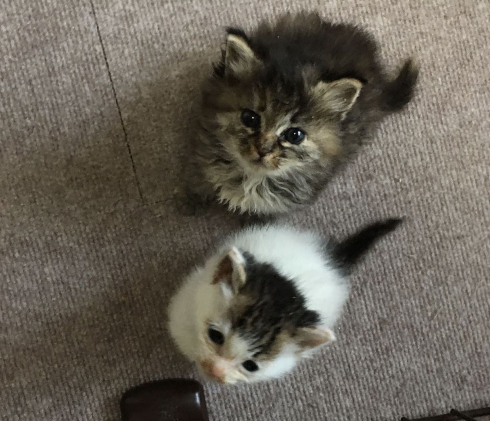 雑種（ミックス猫）・メスの里親募集の写真