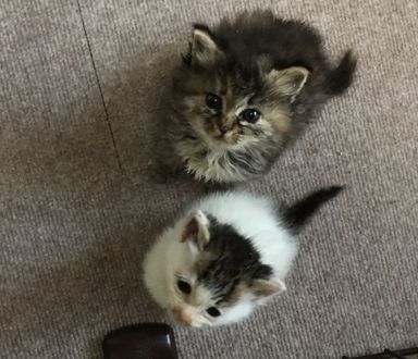 ベルちゃんとチャイム君の写真