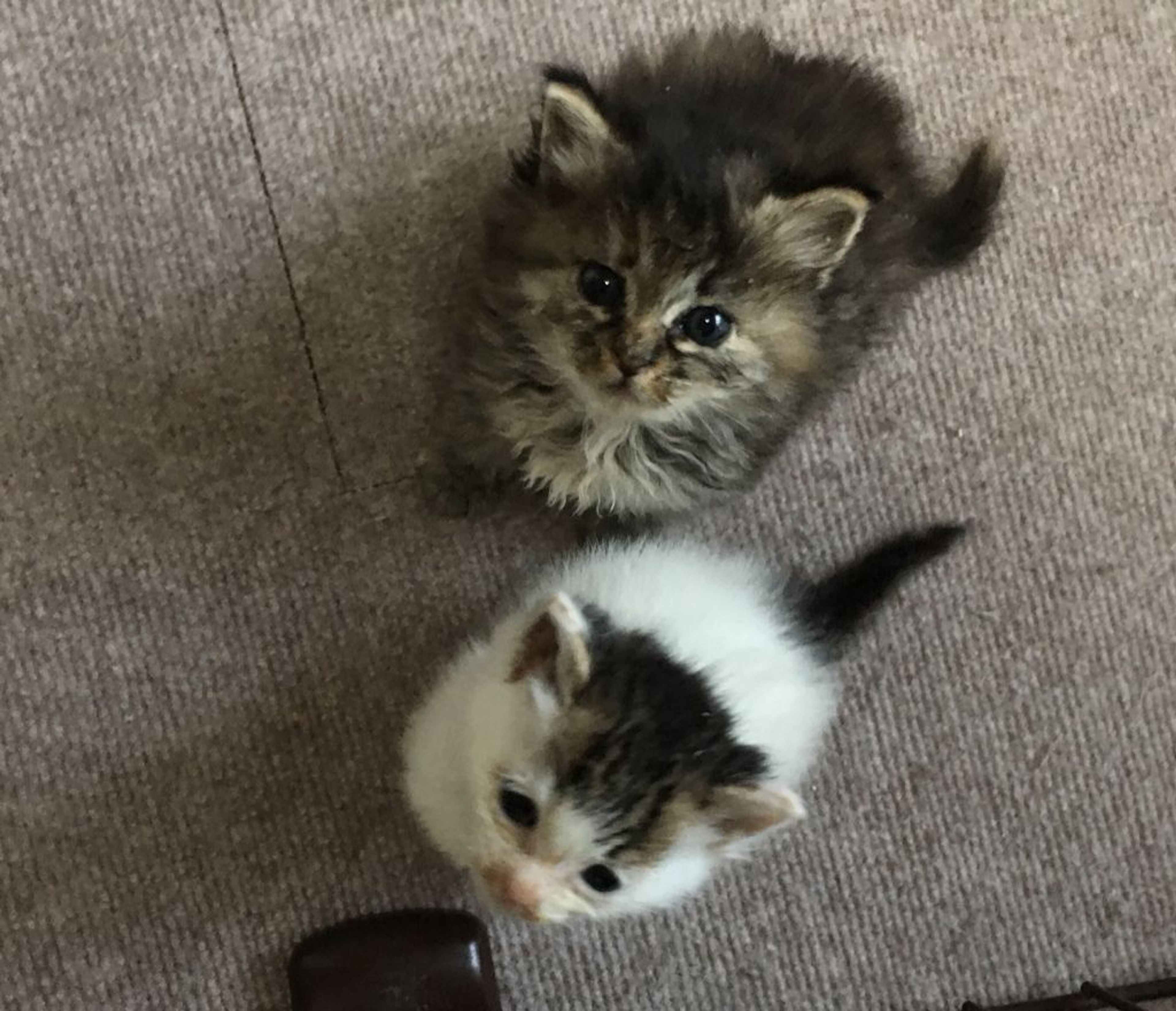 雑種（ミックス猫）・メスの里親募集の写真