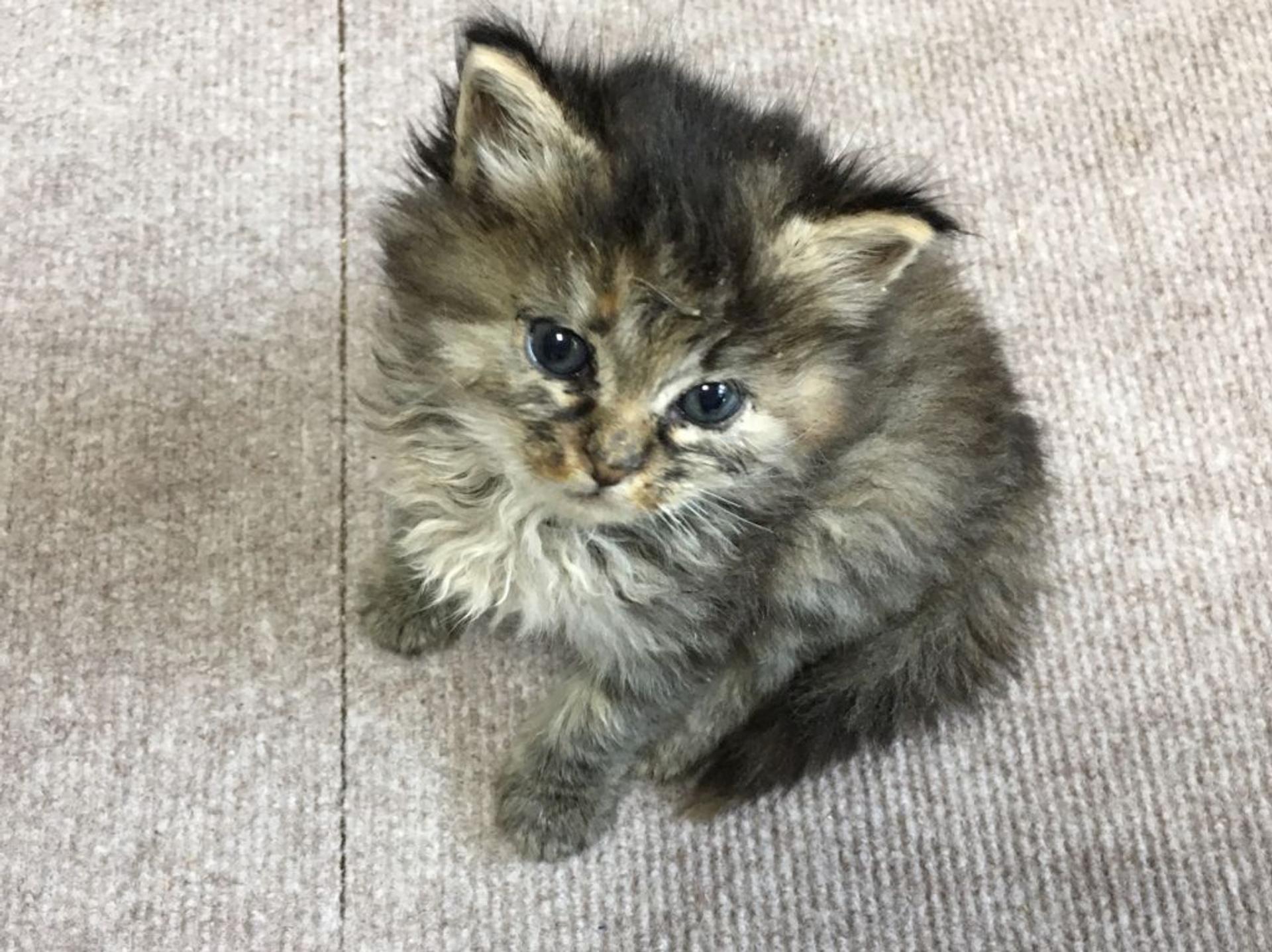 pet-image-2