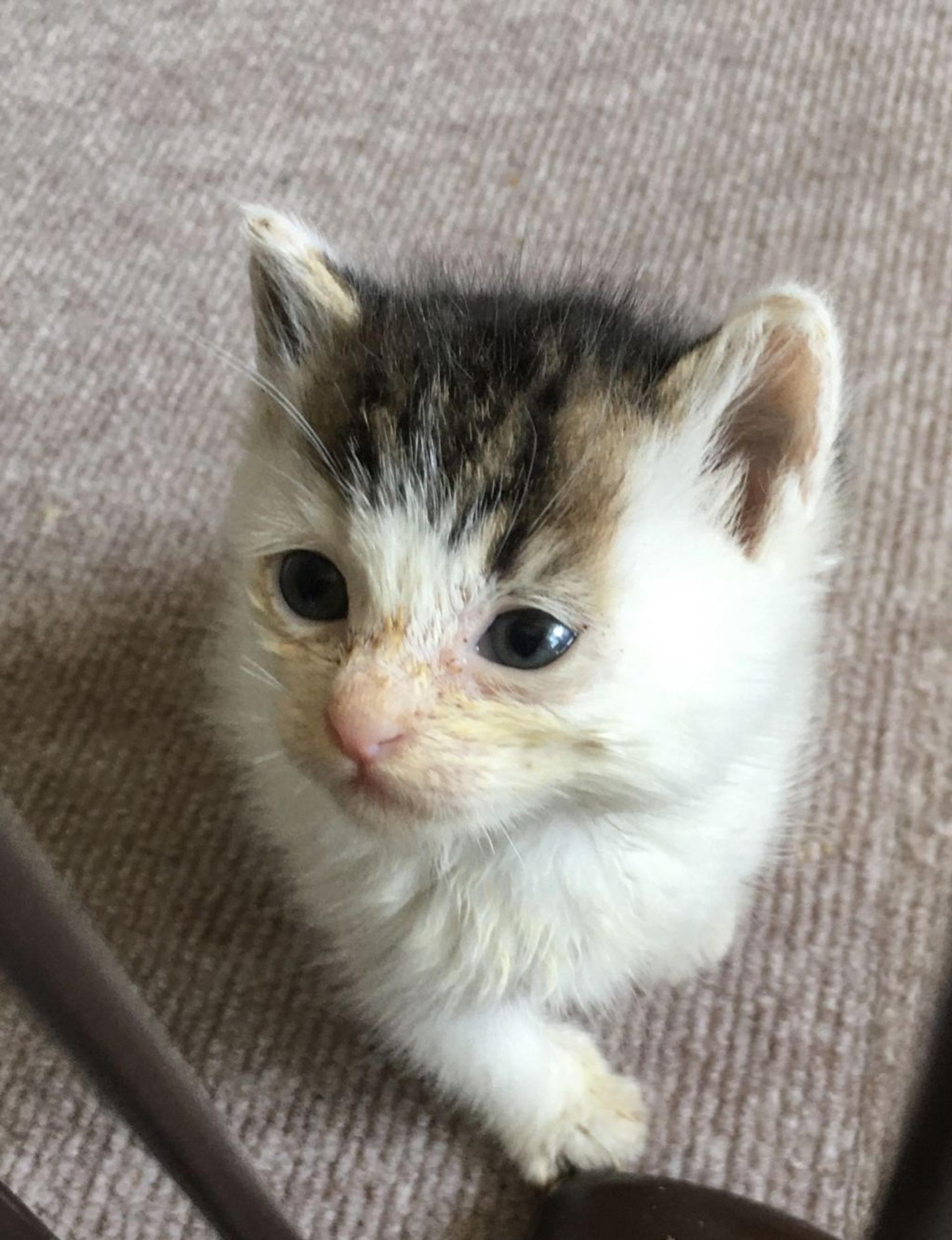 pet-image-3