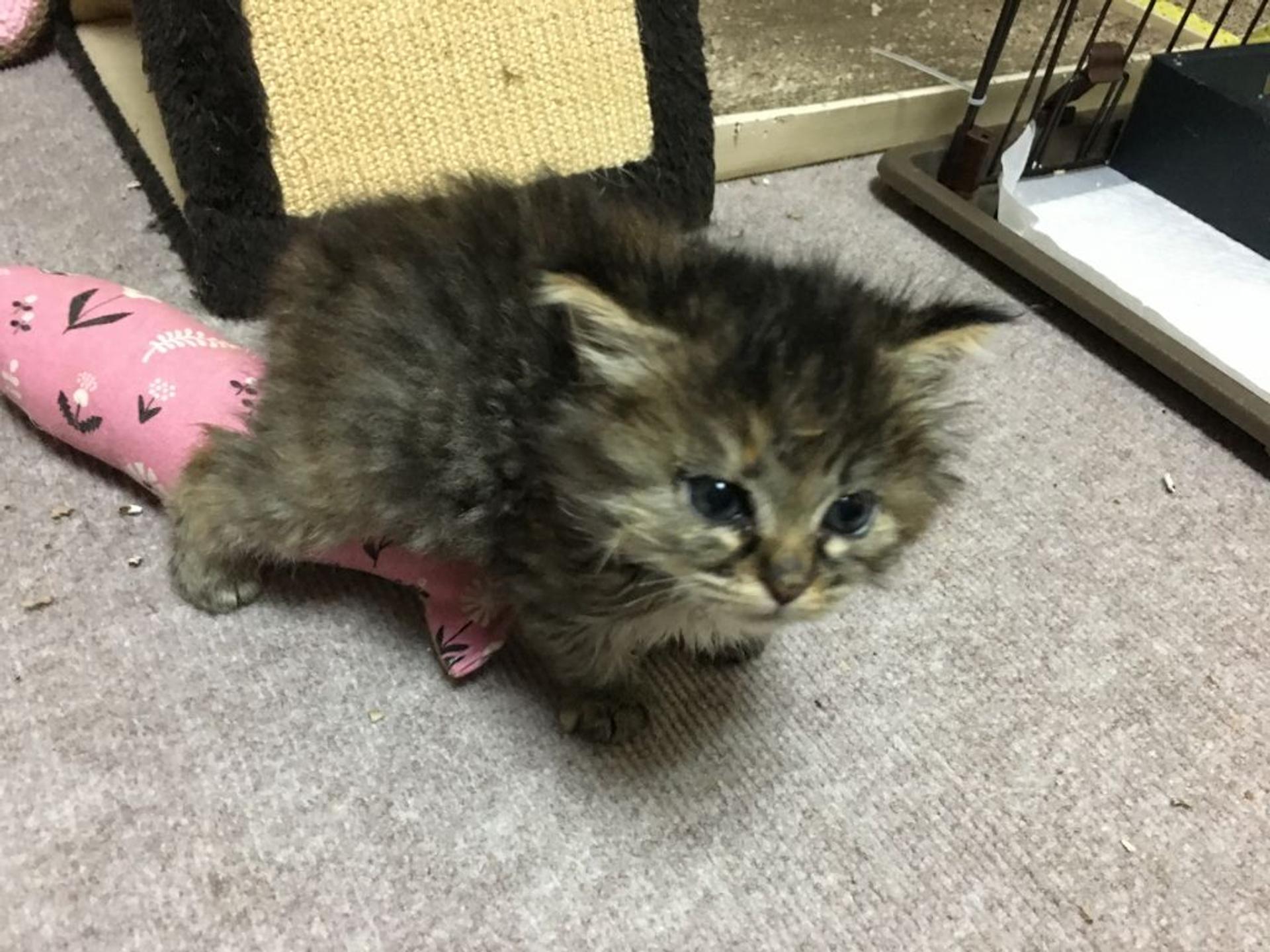 pet-image-4