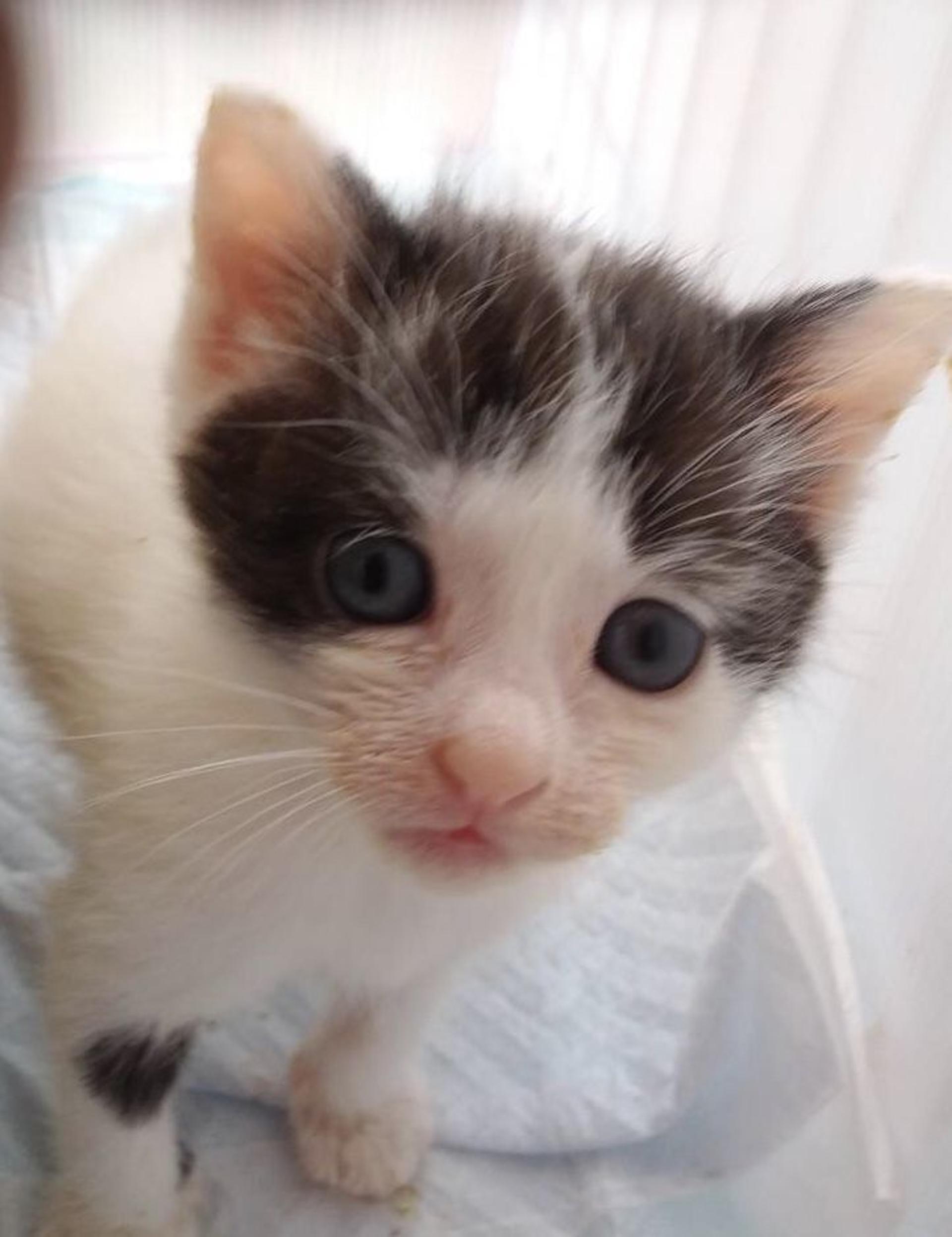 pet-image-5