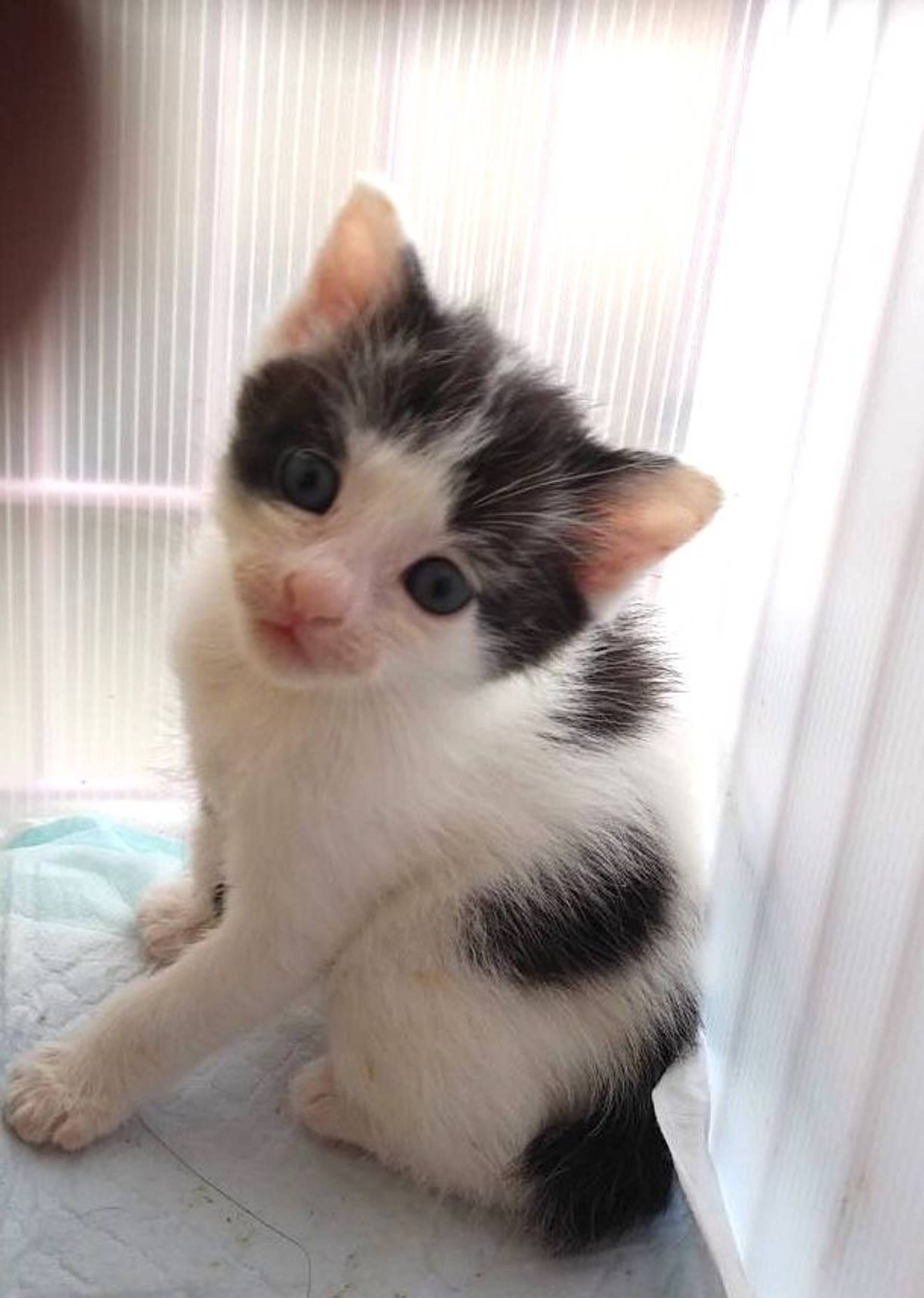 雑種（ミックス猫）・メスの里親募集の写真