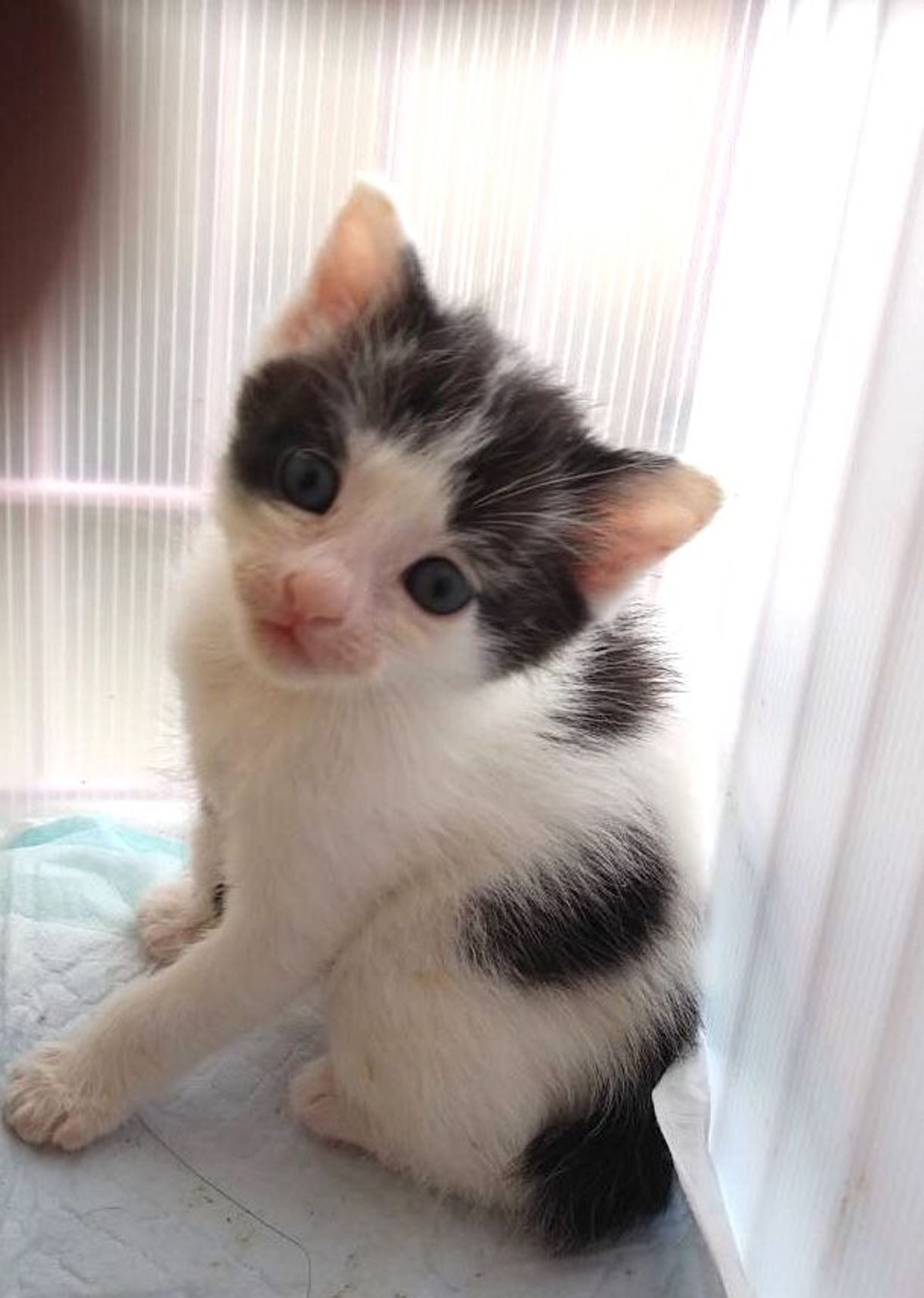 雑種（ミックス猫）・メスの里親募集の写真
