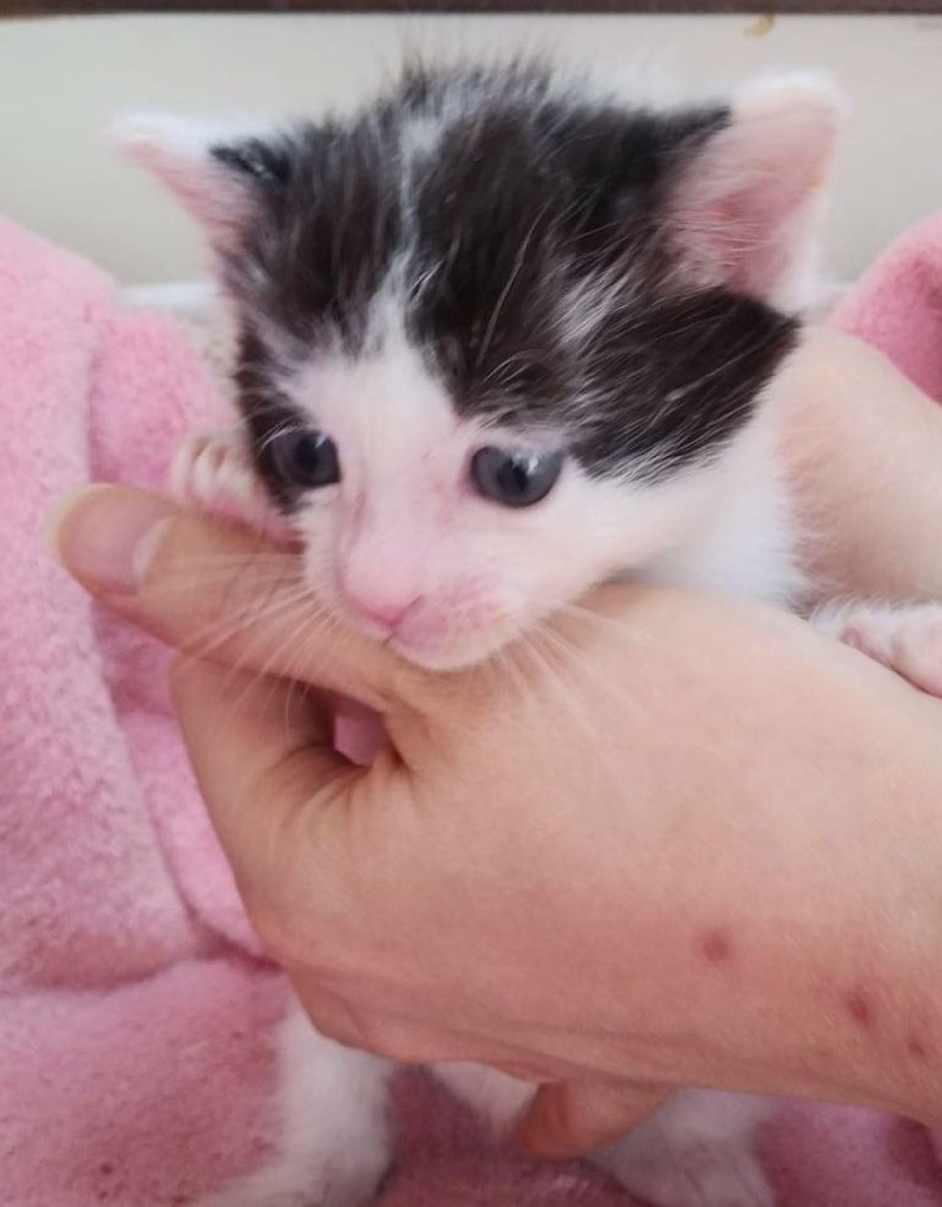 pet-image-3