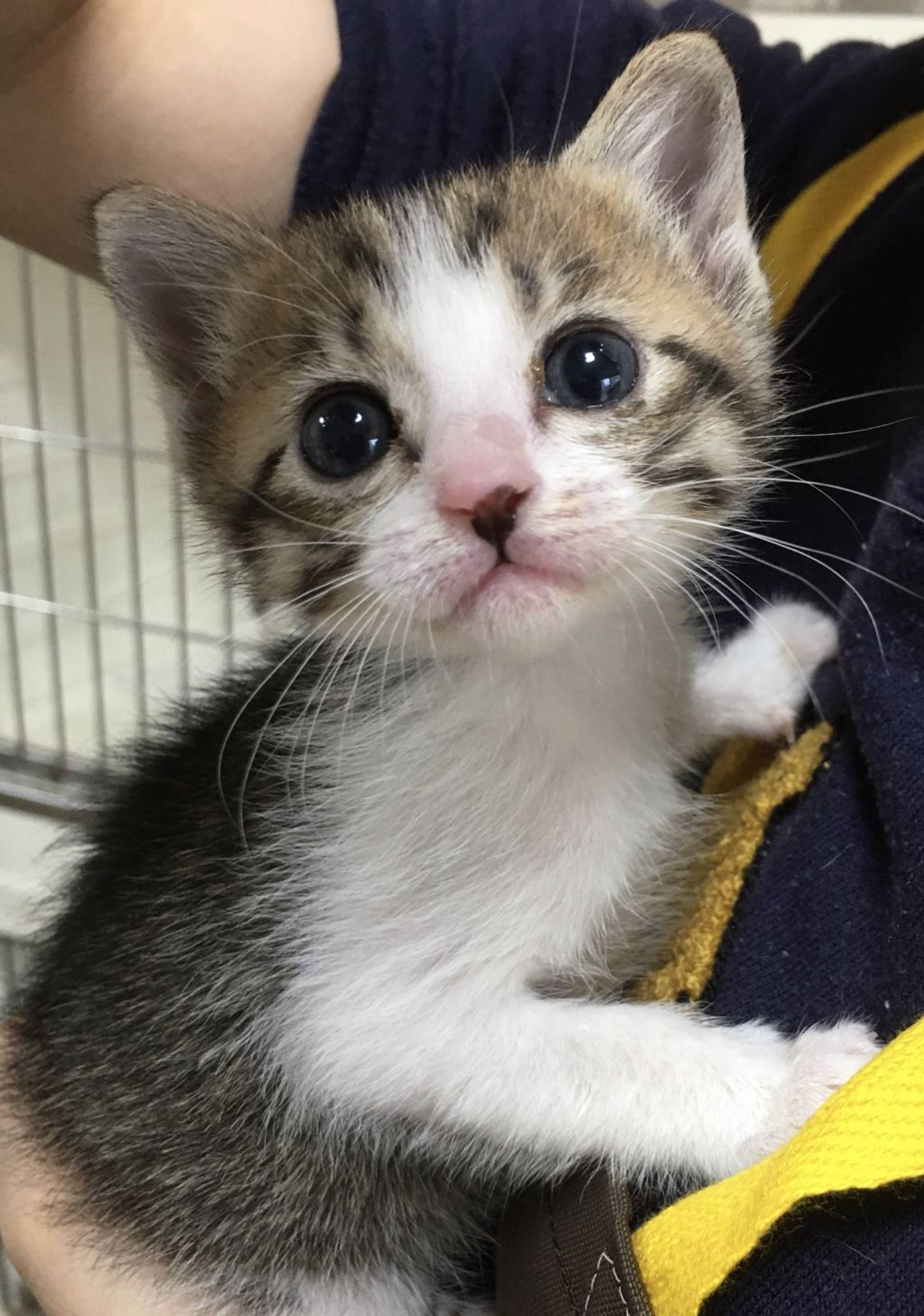 雑種（ミックス猫）・メスの里親募集の写真