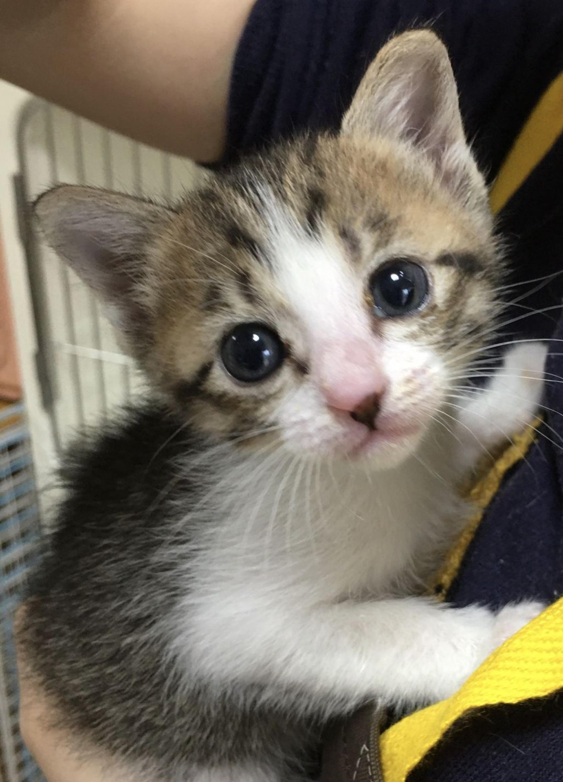 pet-image-2