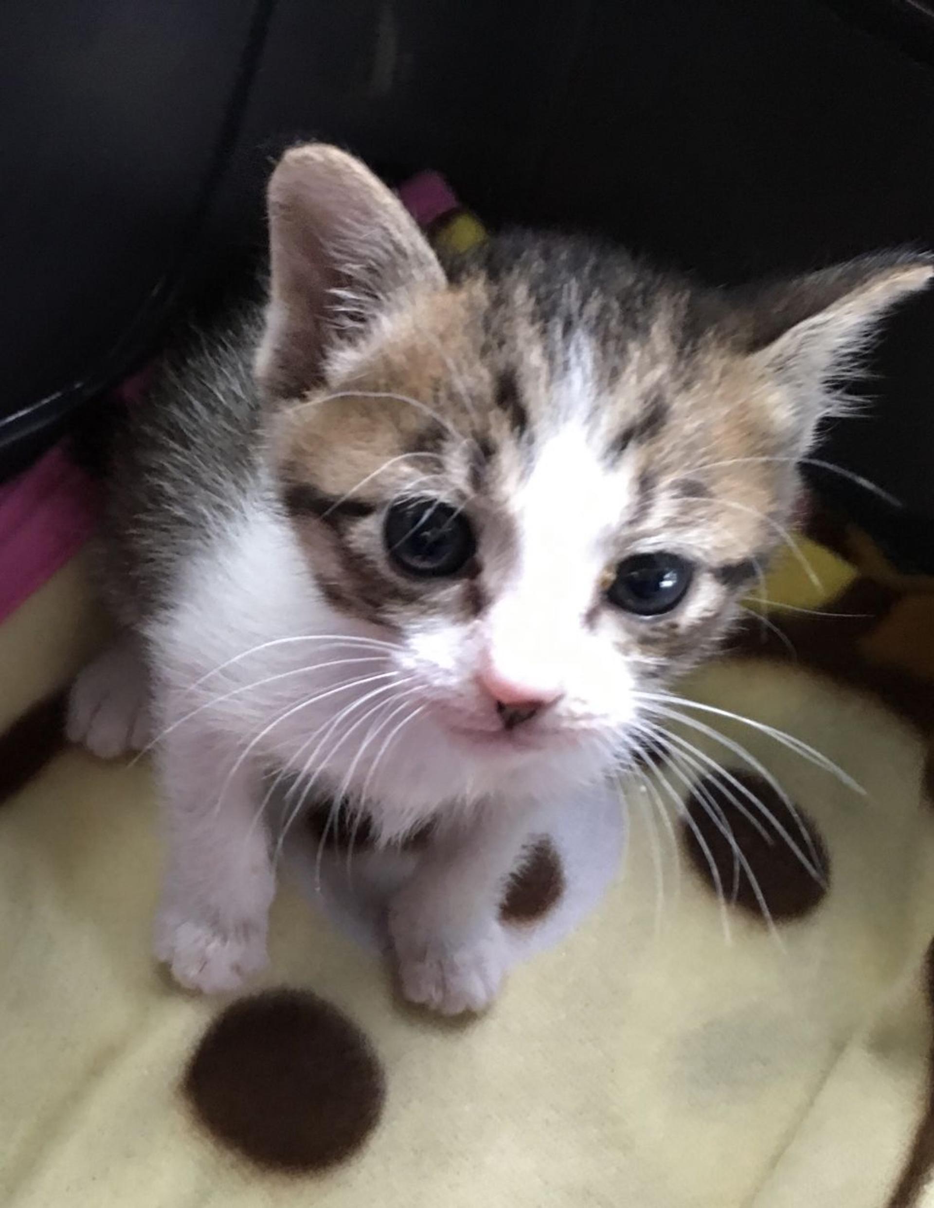 pet-image-3