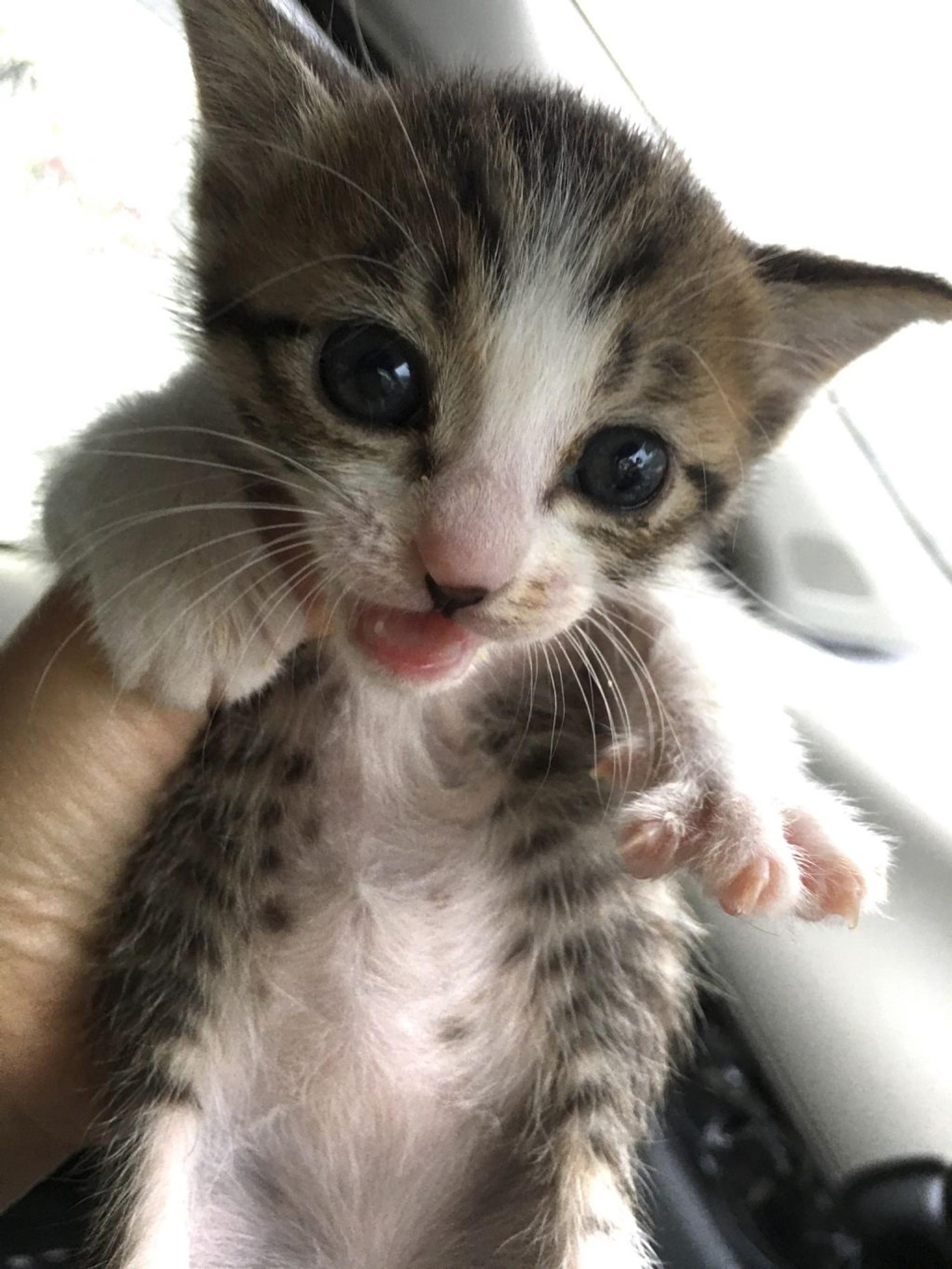 pet-image-4