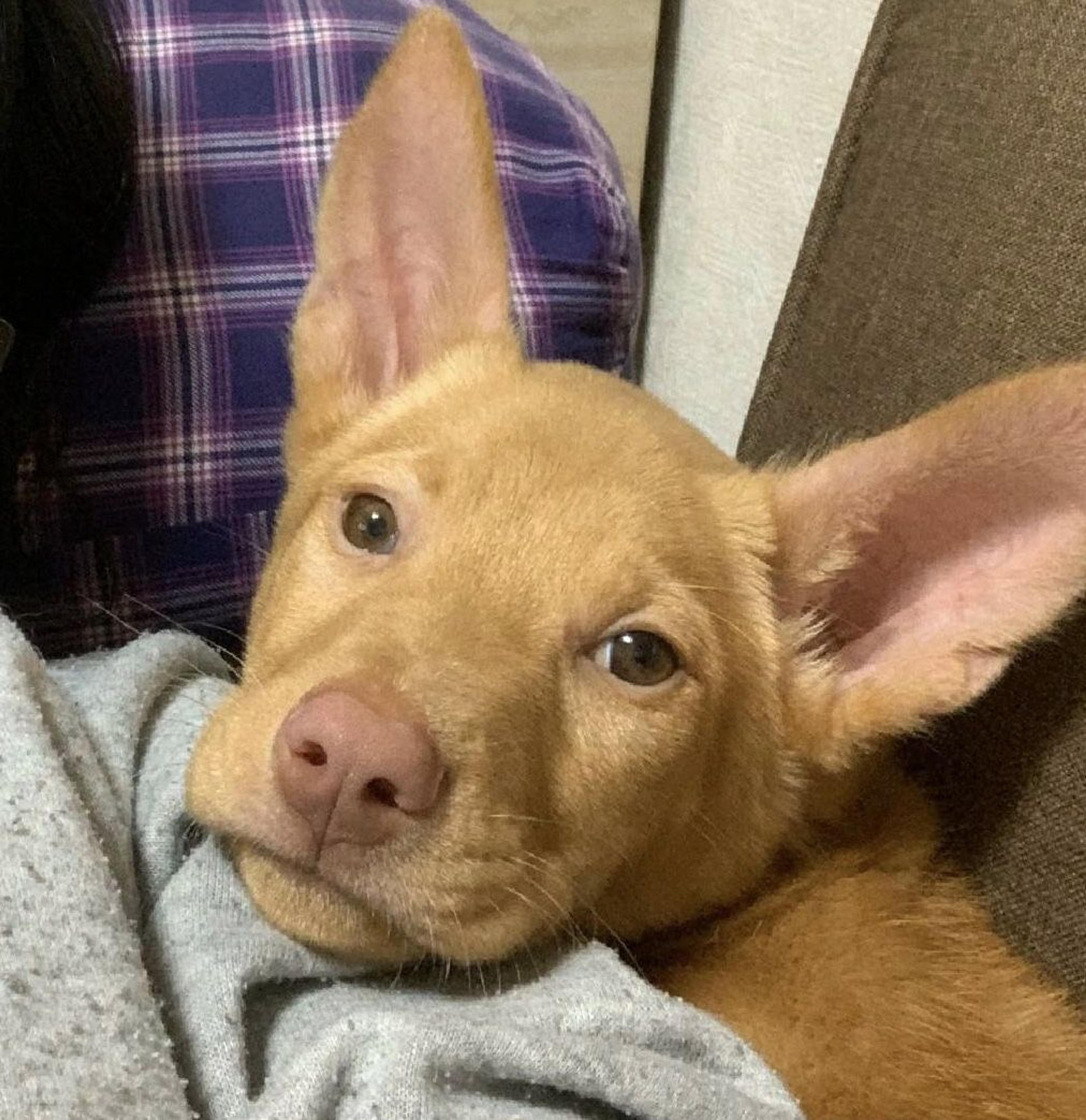 pet-image-2