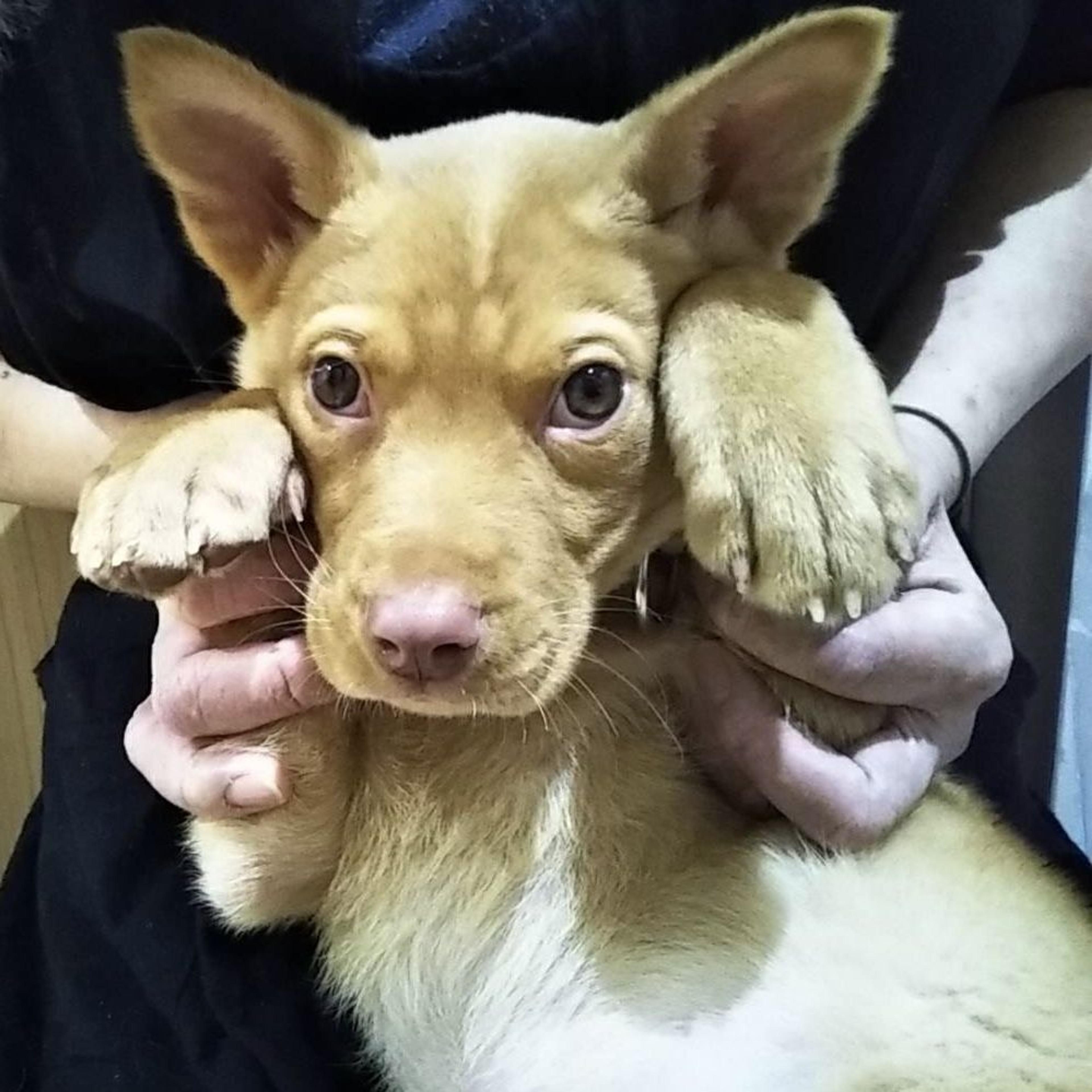 pet-image-5