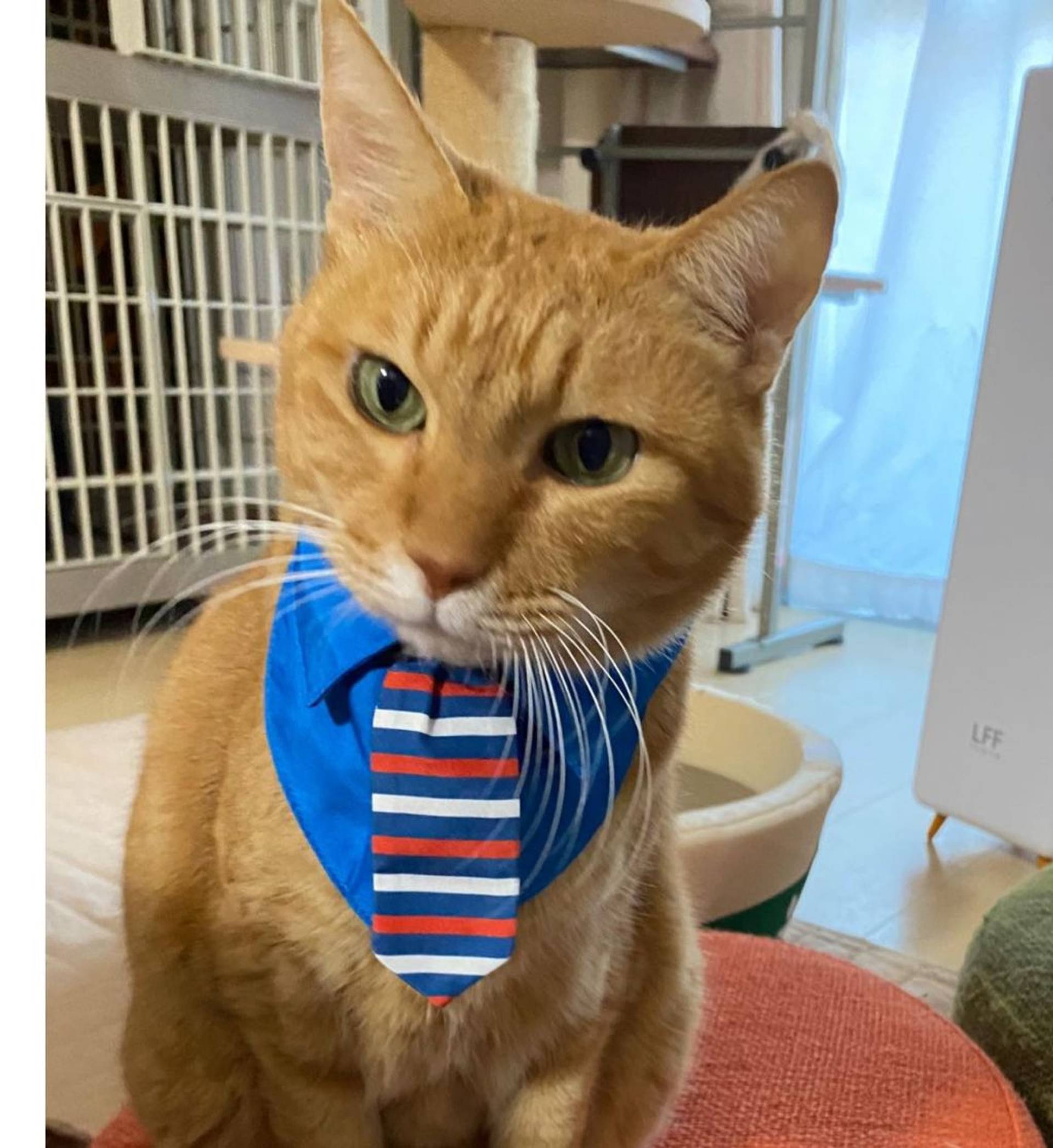 雑種（ミックス猫）・オスの里親募集の写真