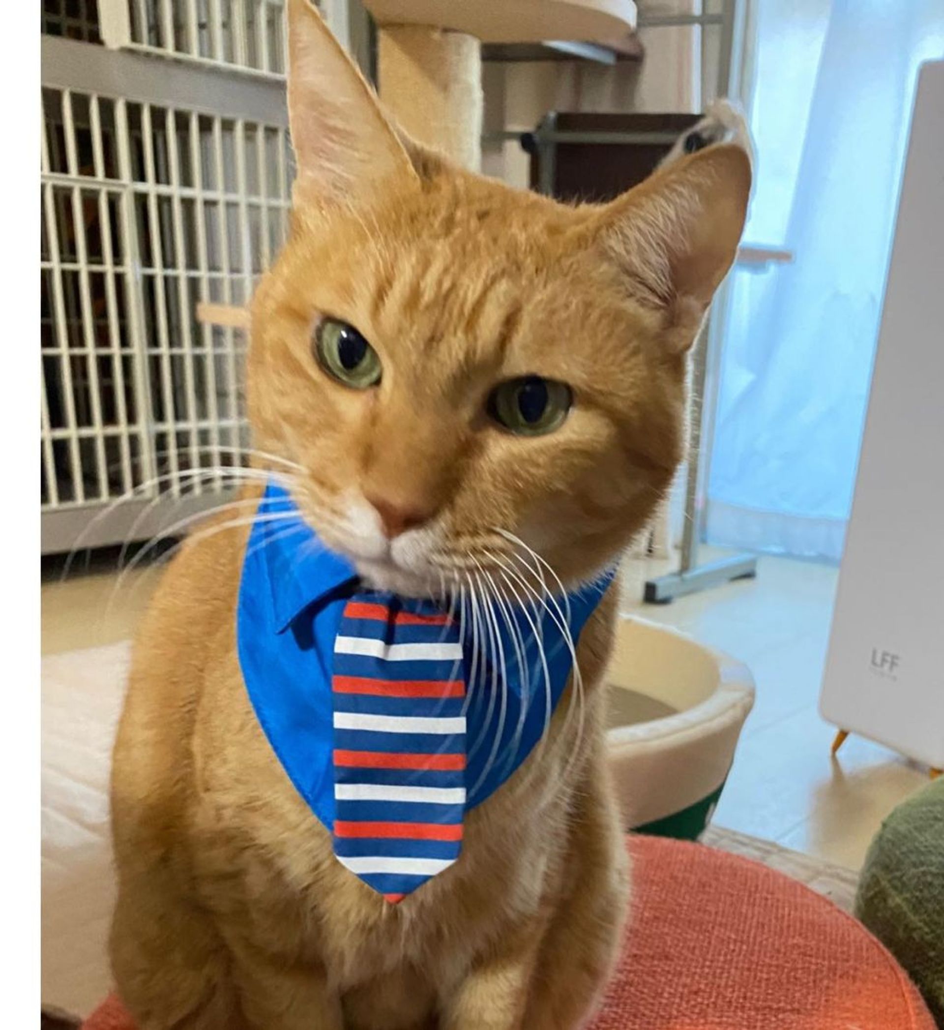 雑種（ミックス猫）・オスの里親募集の写真