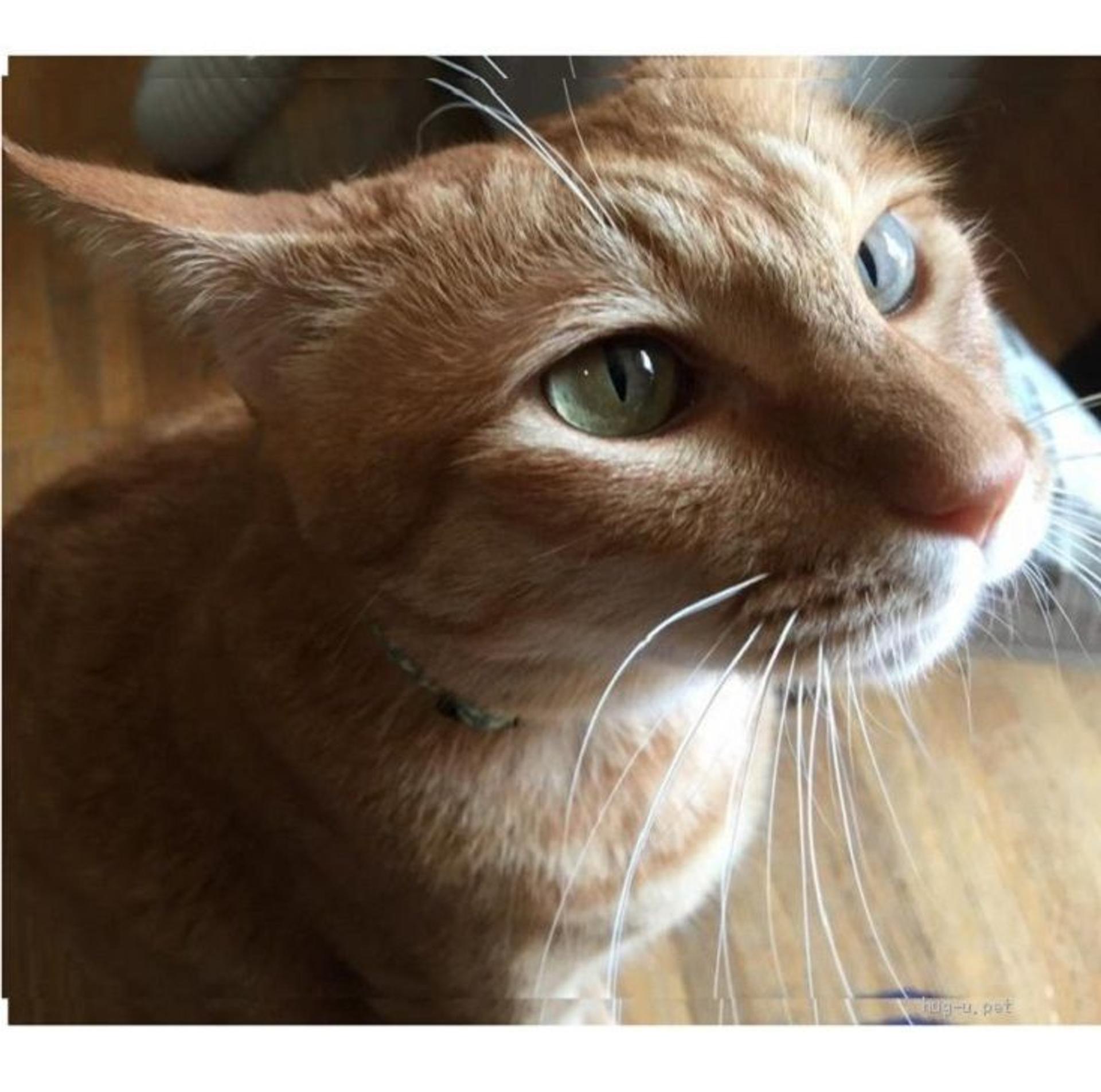pet-image-2