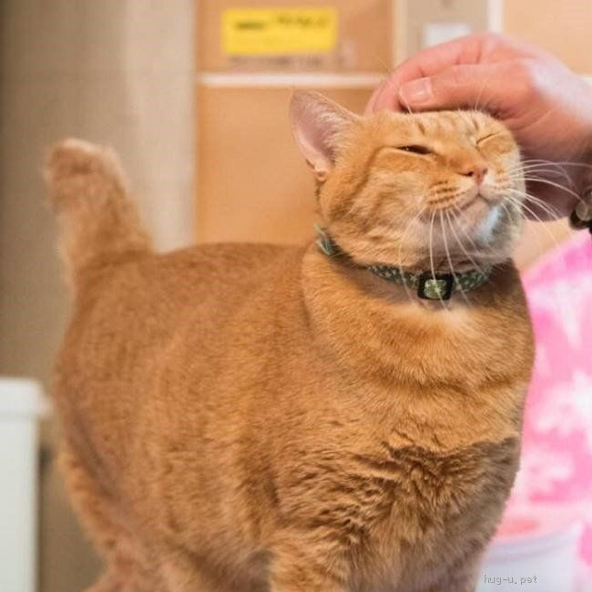 pet-image-3