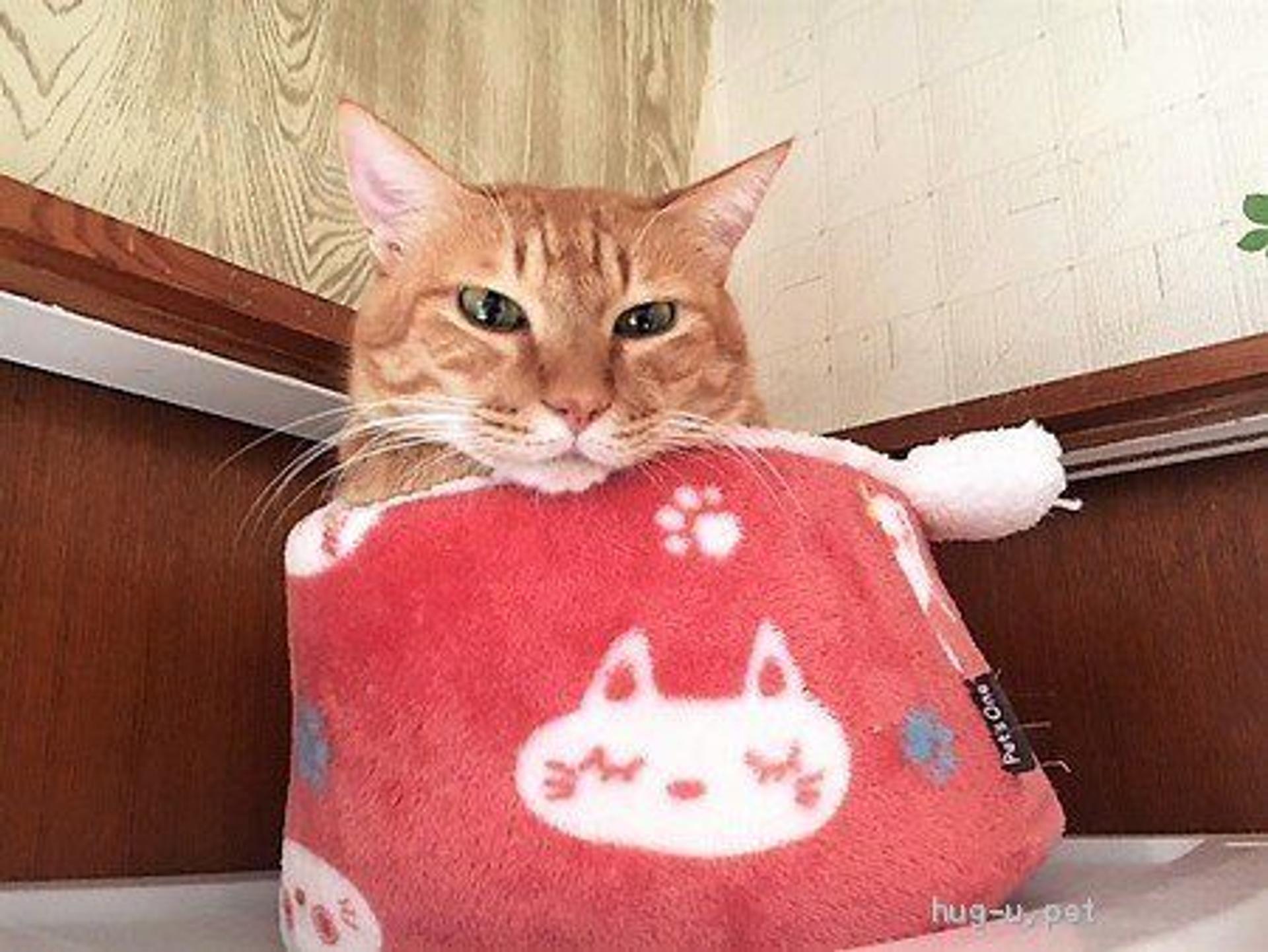 pet-image-5