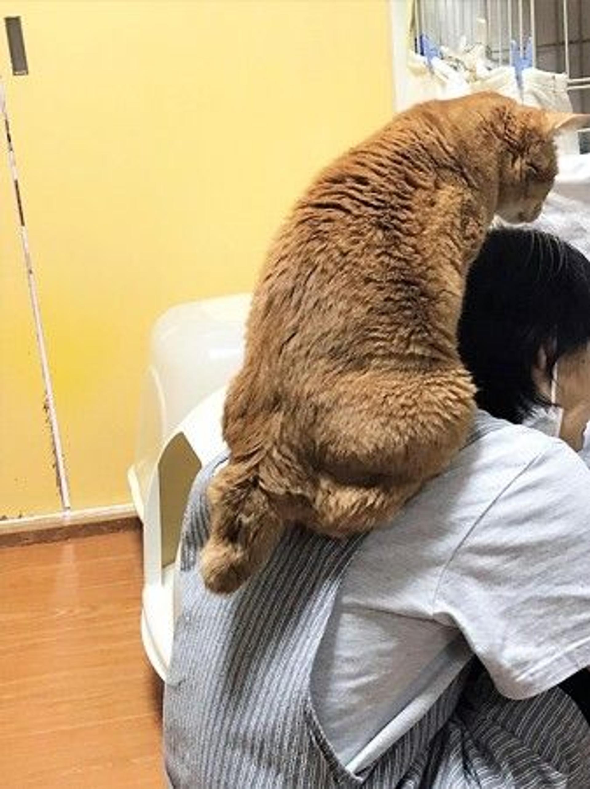pet-image-6