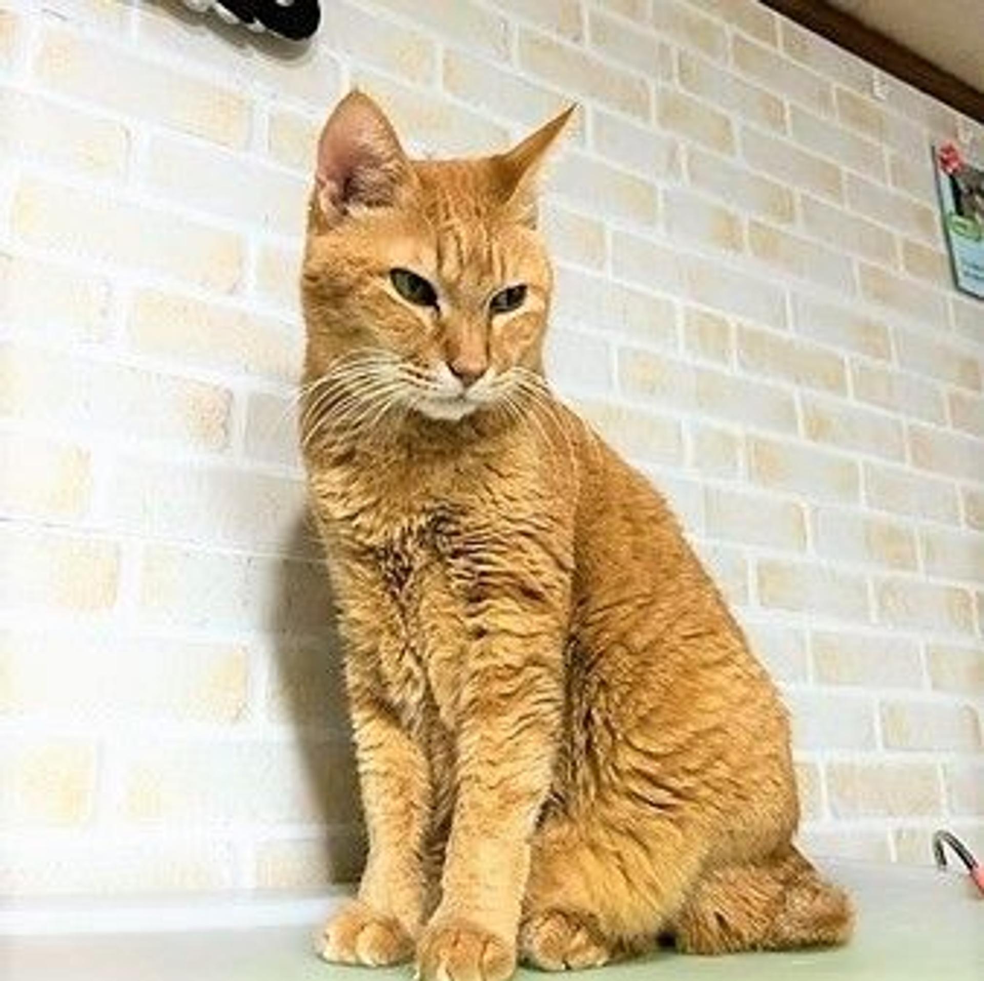 pet-image-7