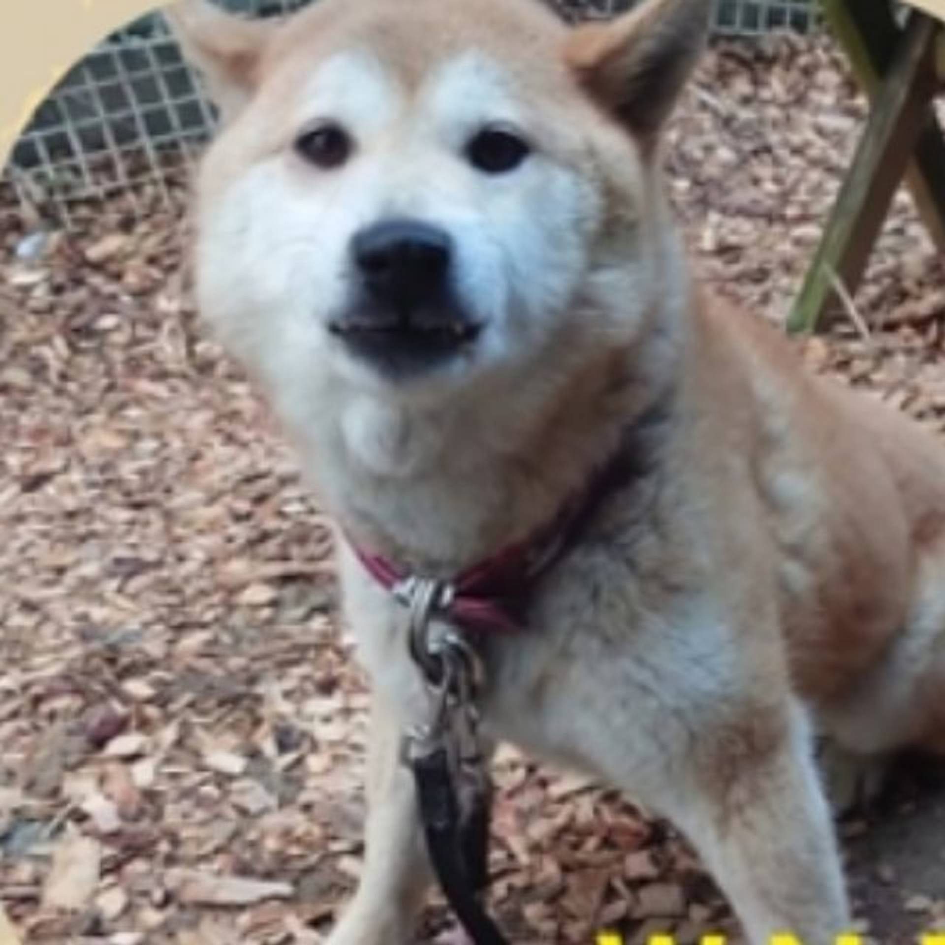 柴犬・メスの里親募集の写真