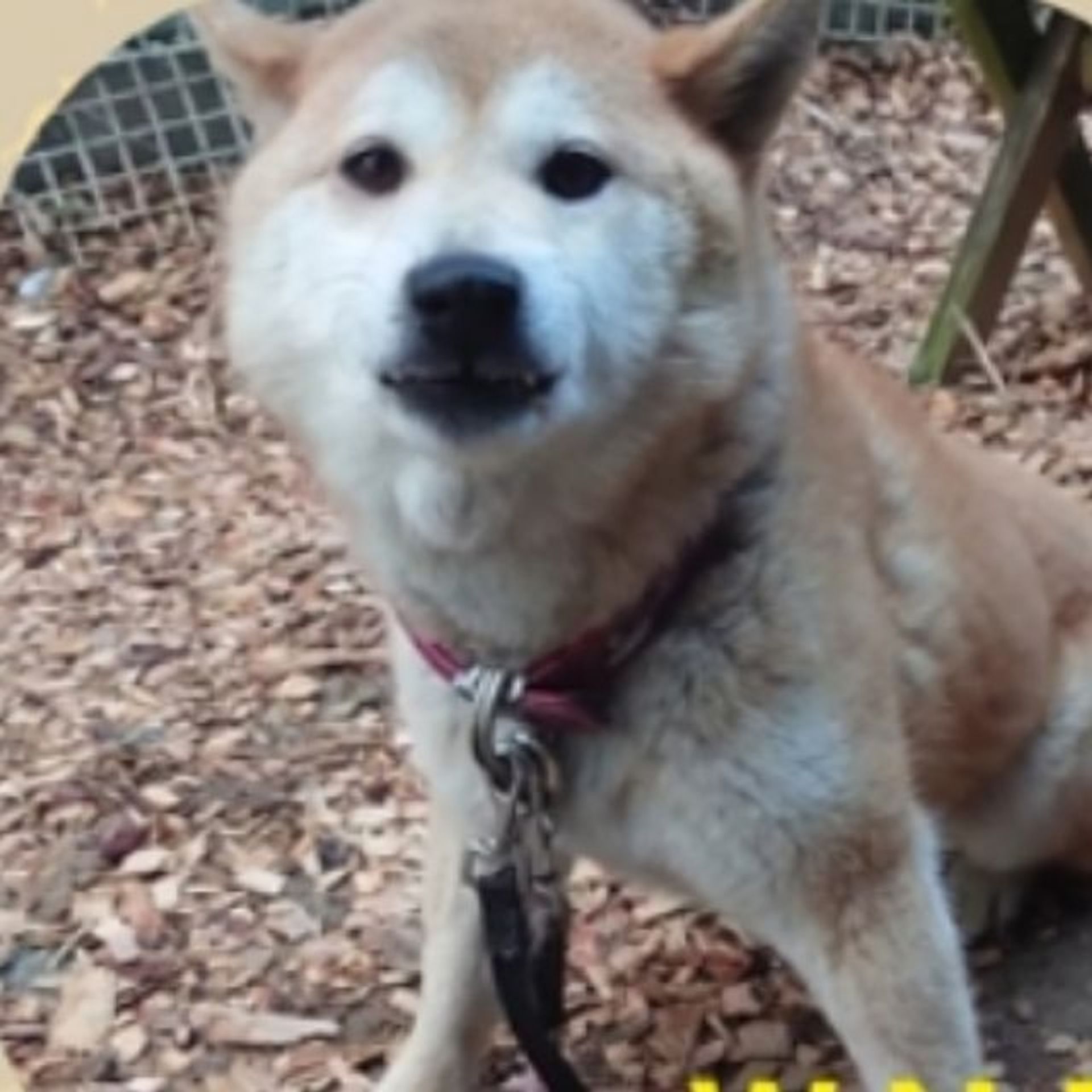 柴犬・メスの里親募集の写真
